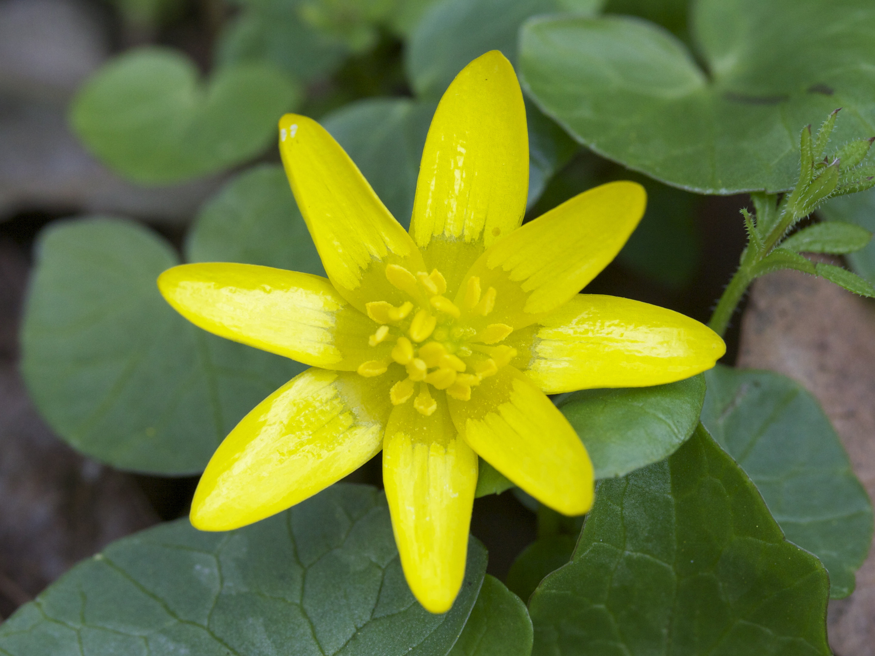 ranunculus_ficaria3md