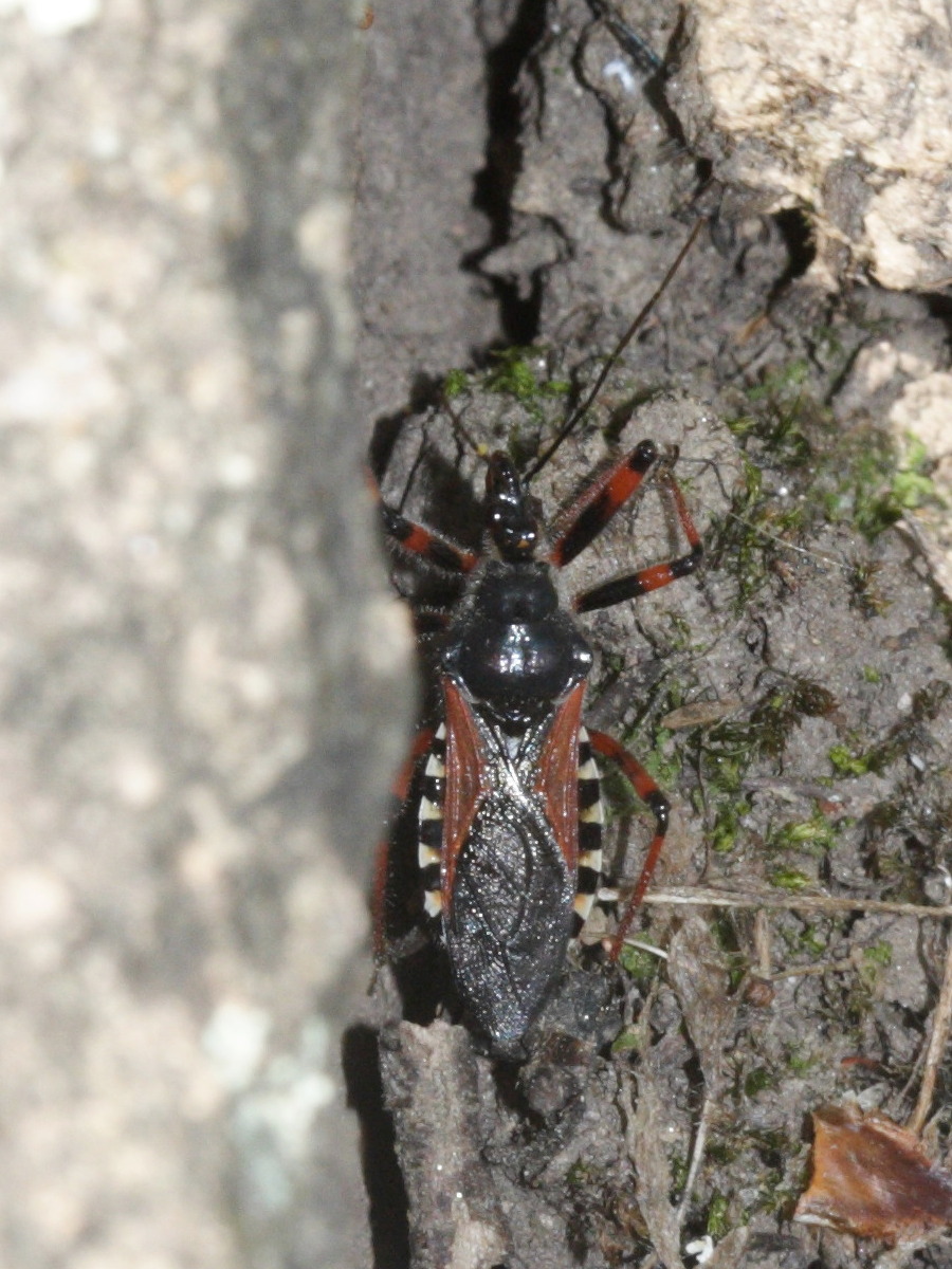 rhynocoris_cuspidatus2md