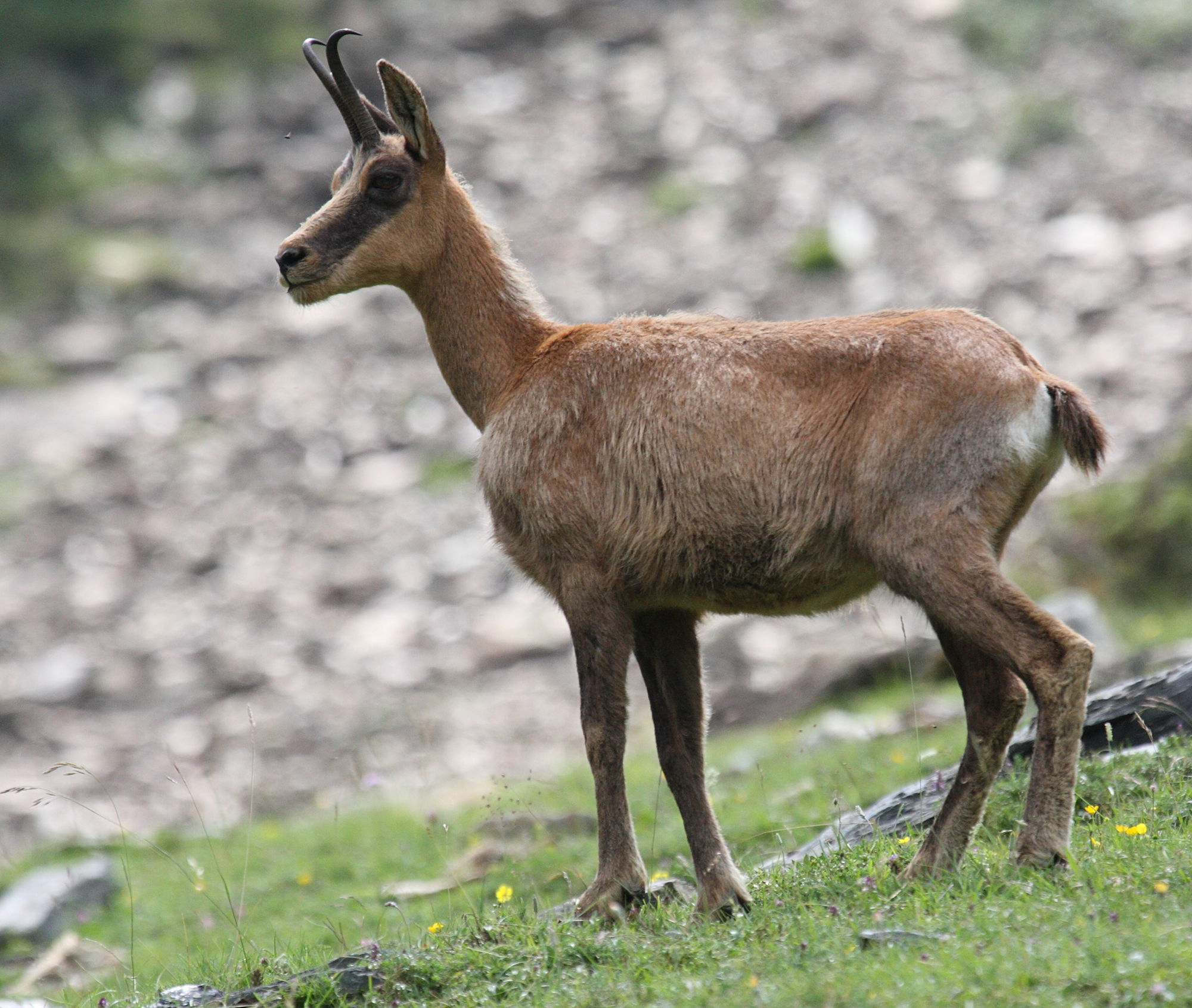 rupicapra_pyrenaica1bd