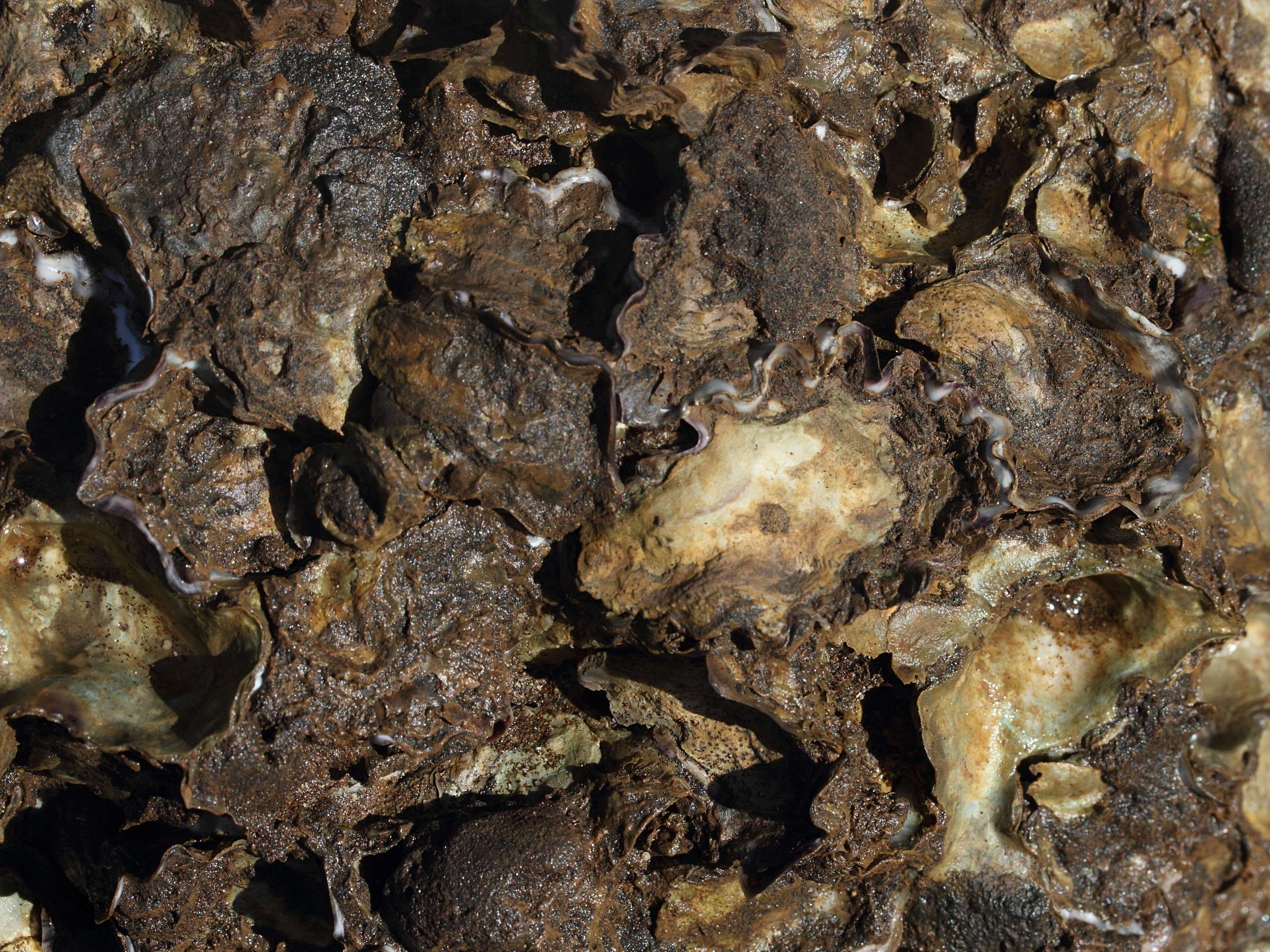 saccostrea_cucullata5md