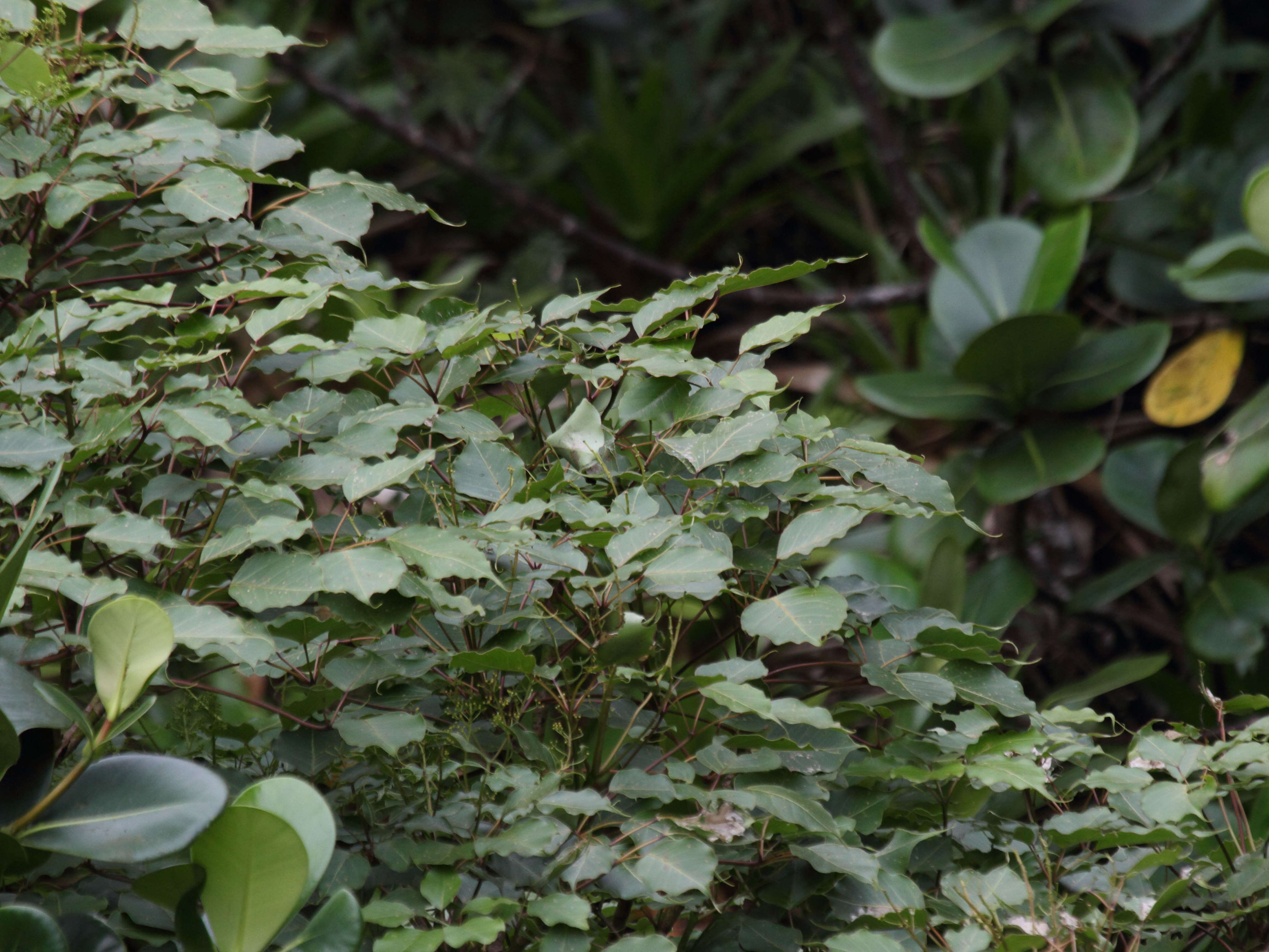 schefflera_attenuata1bd