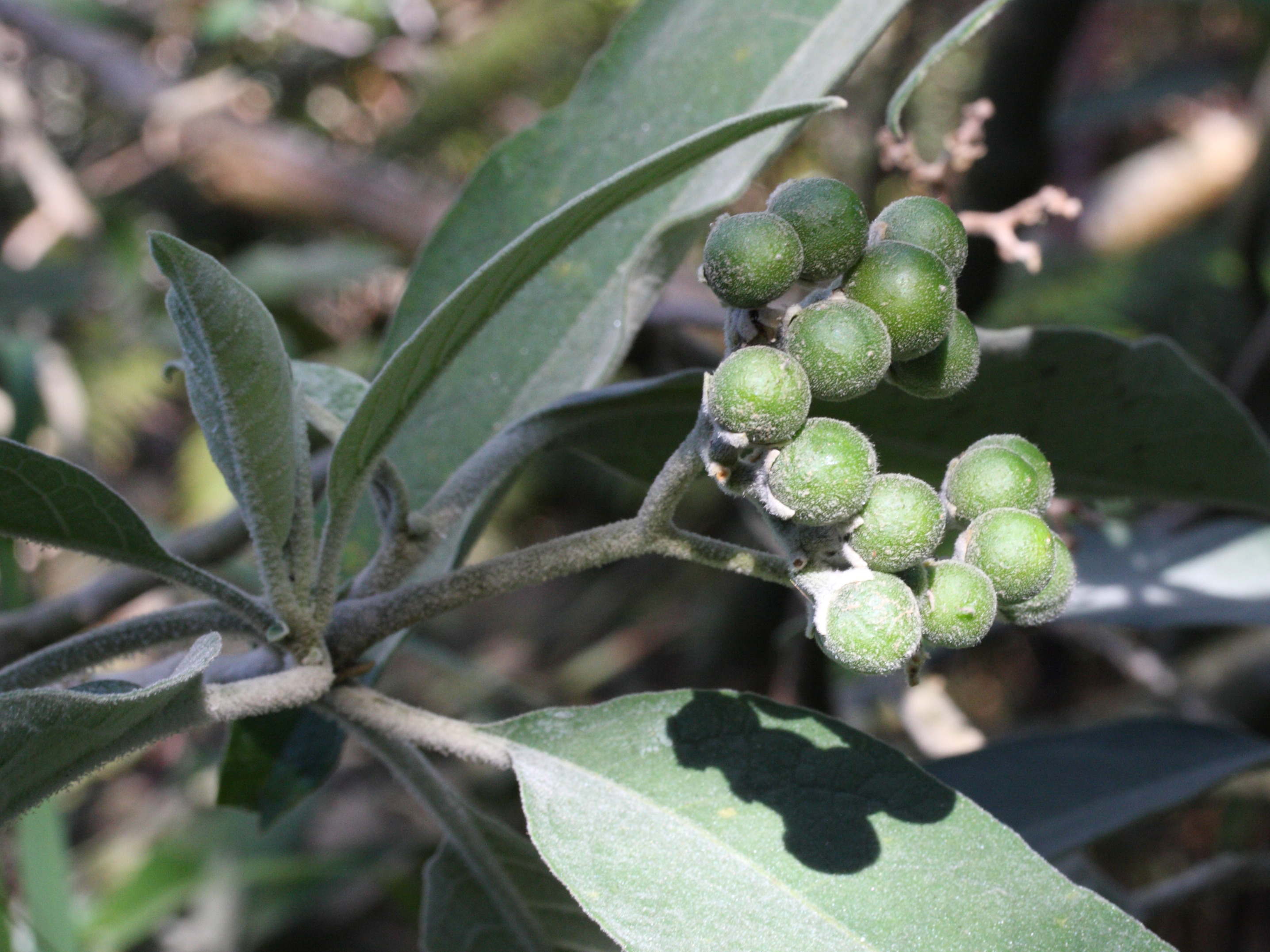solanum_mauritianum3md