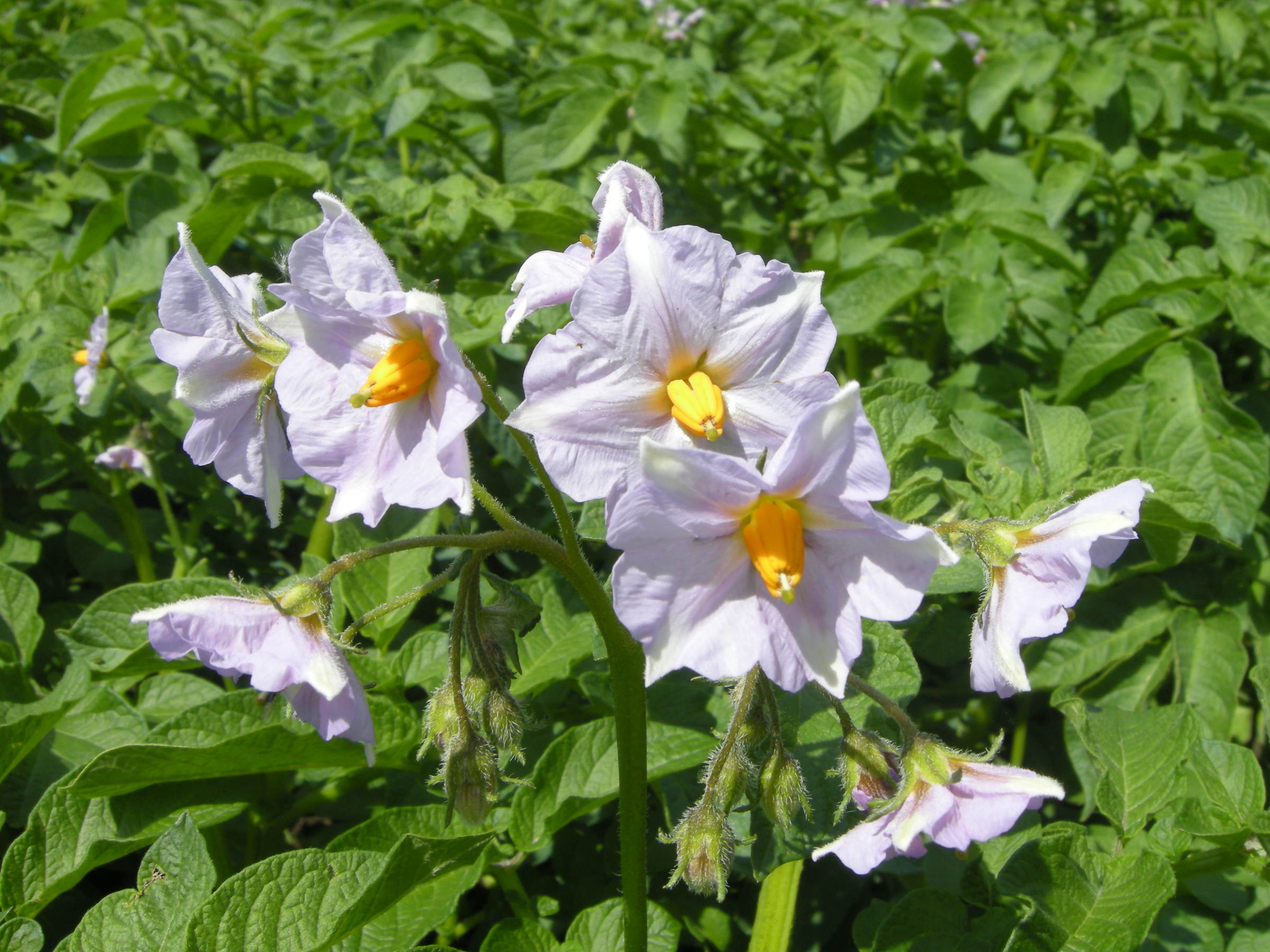 solanum_tuberosum4md