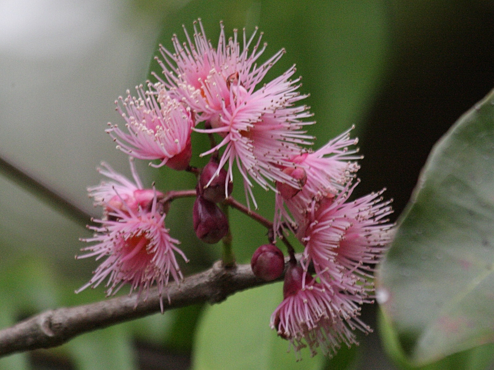 syzygium_cymosum4bd