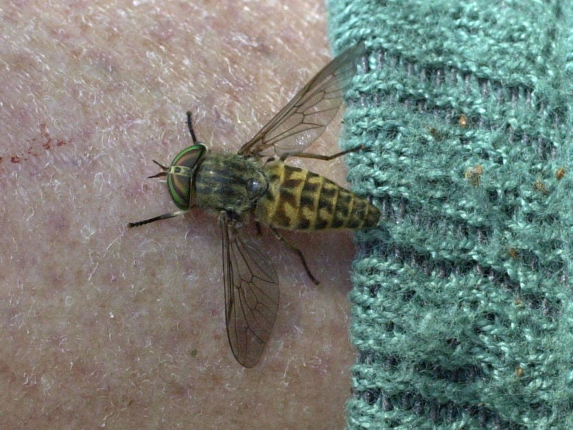 tabanus_glaucopis2md