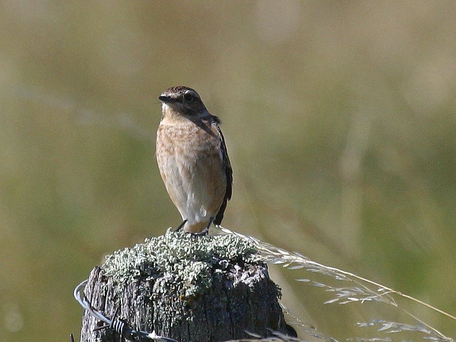 tarier_des_pres_-_saxicola_rubetra3bd