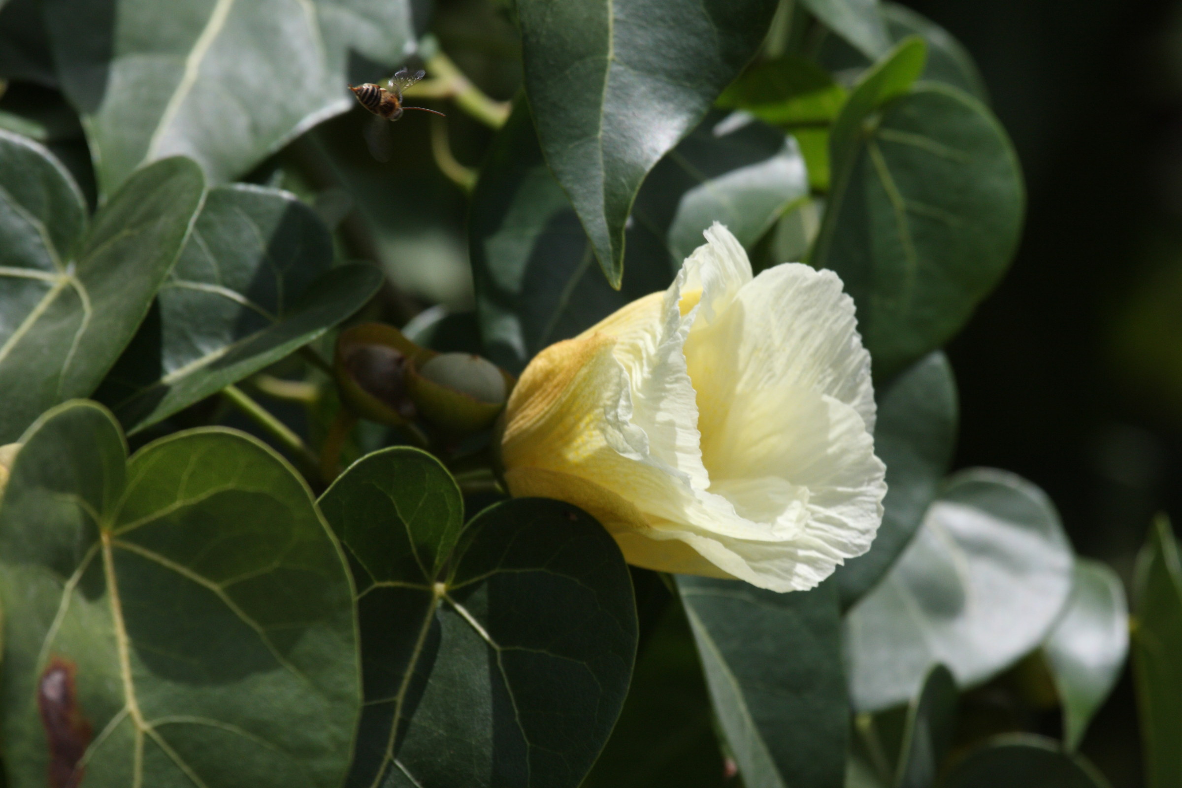 thespesia_populnea2bd