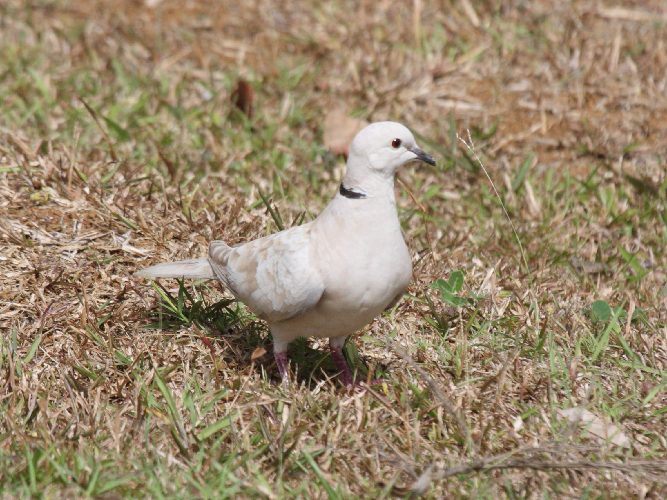 Afficher le média tourterelle_rieuse_domestique_-_streptopelia_risoria1bd tourterelle_rieuse_domestique_-_streptopelia_risoria1bd