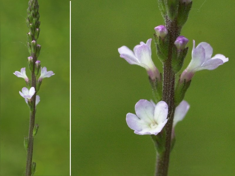 verbena_officinalis3md