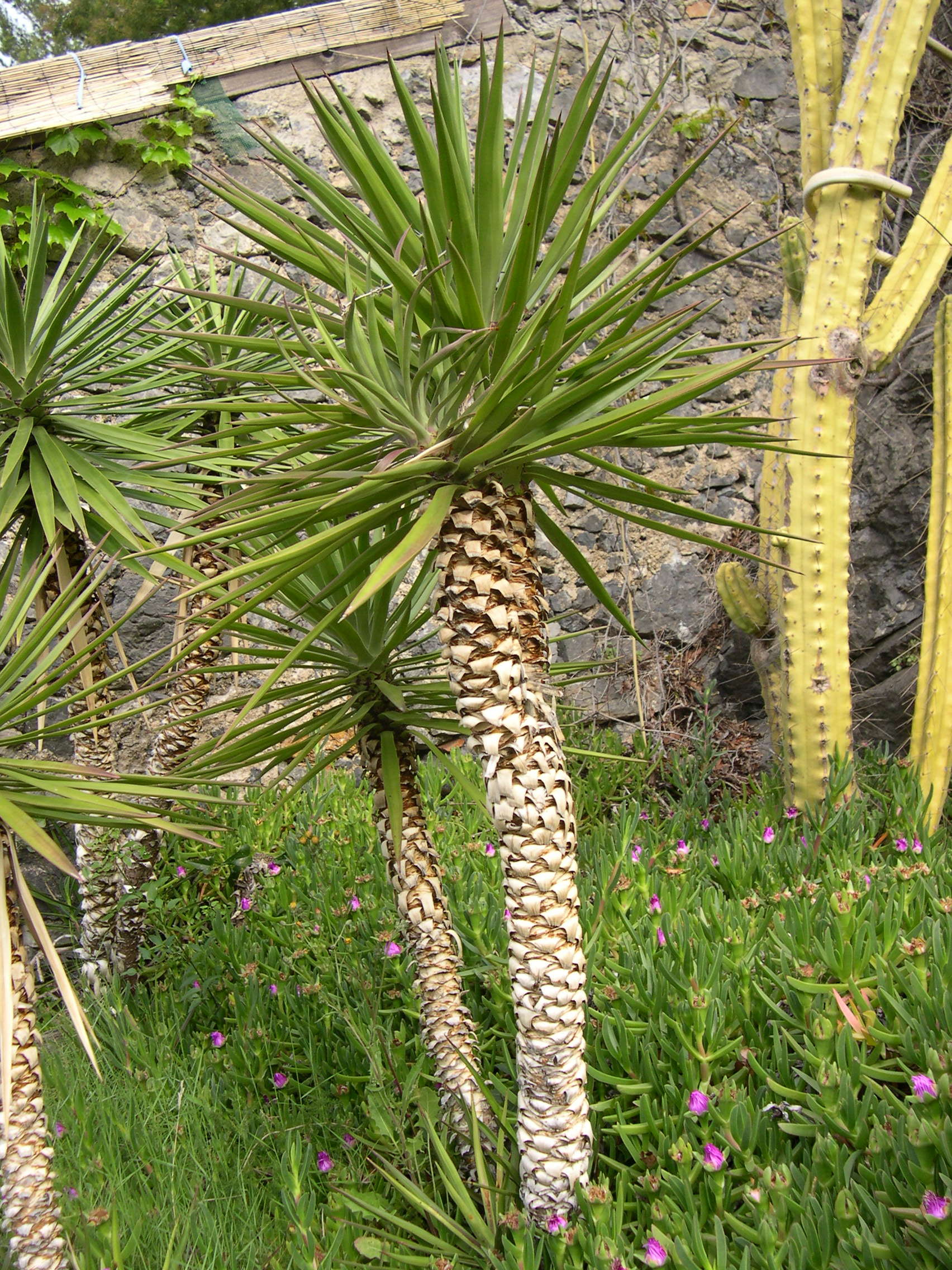 Afficher le média yucca_aloifolia1md yucca_aloifolia1md