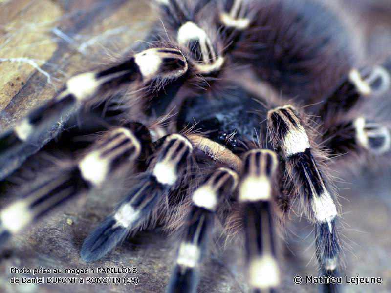 acanthoscurria_geniculata1ml