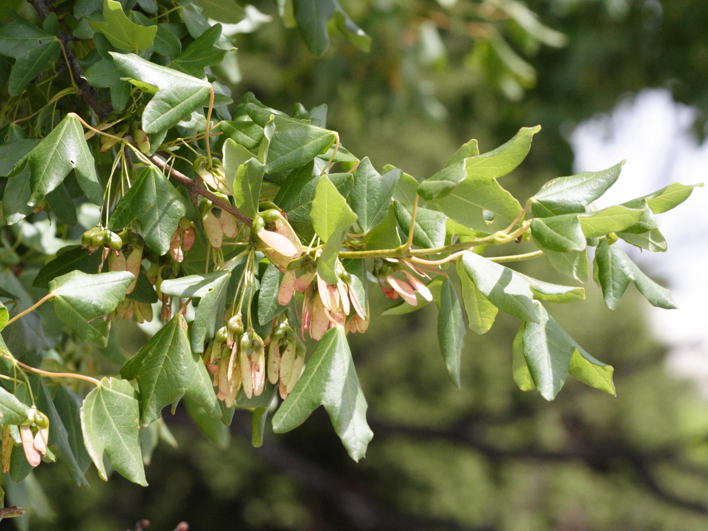 acer_monspessulanum3md