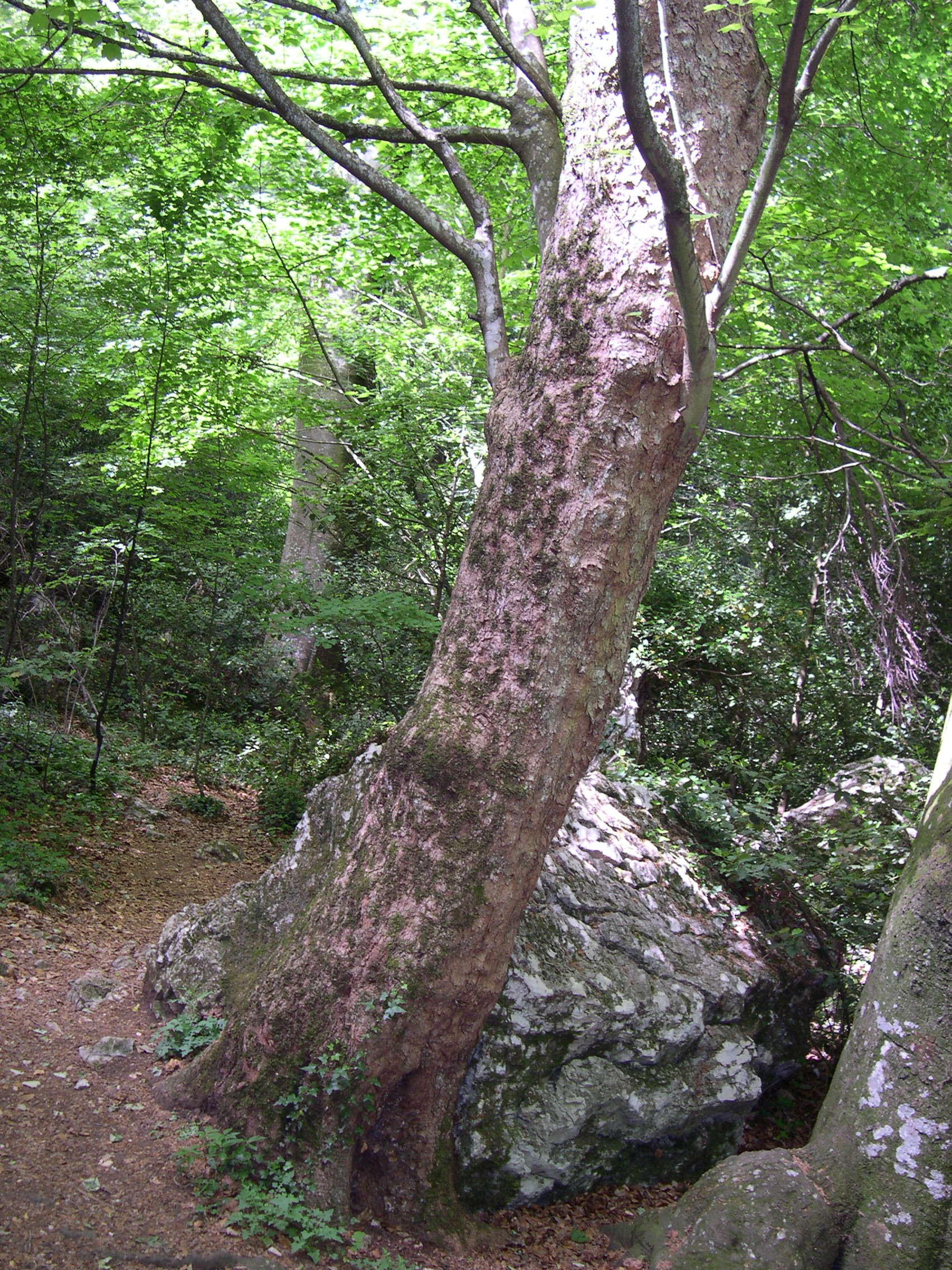 Afficher le média acer_opalus5md acer_opalus5md