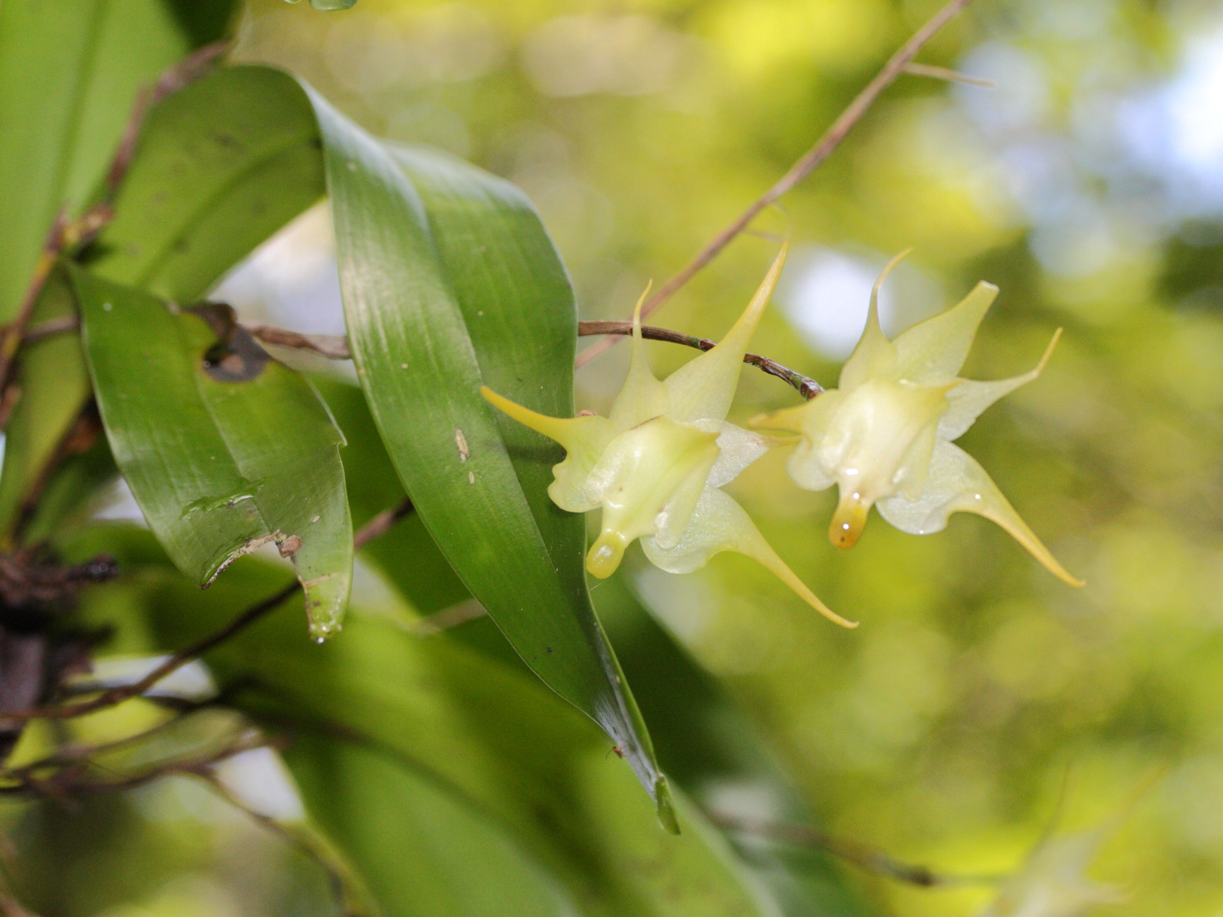 aeranthes_arachnitis2md