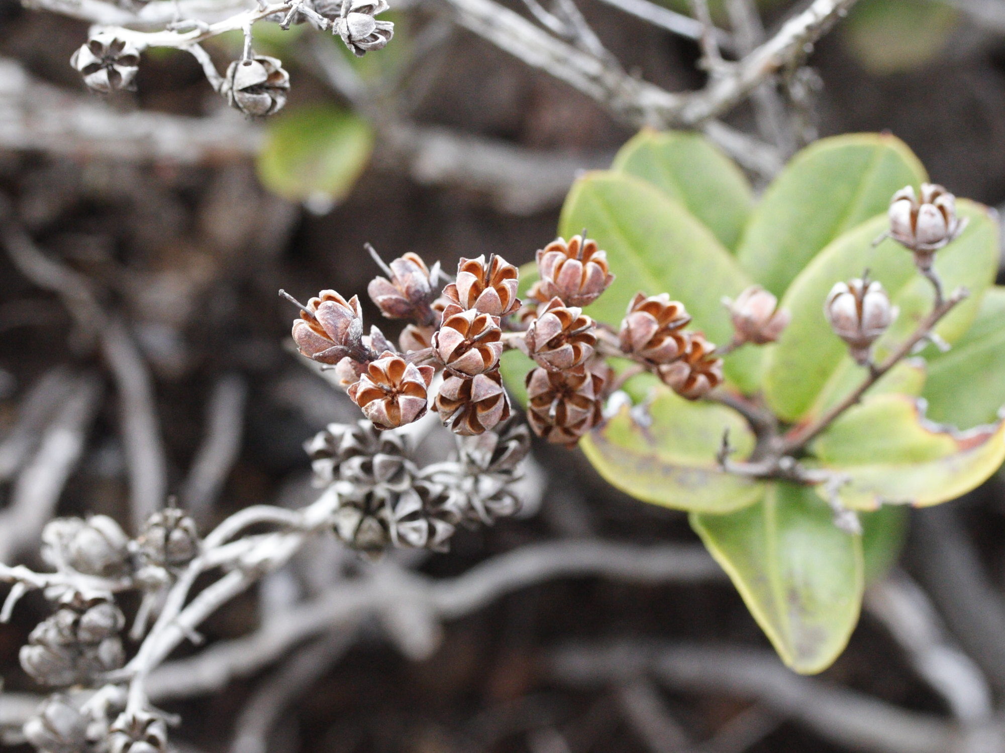 agauria_buxifolia6md