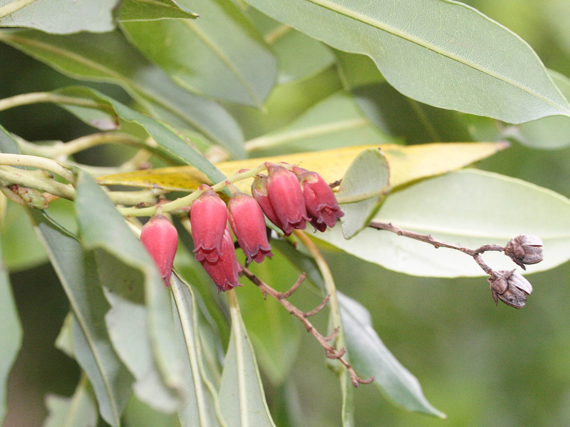 agauria_salicifolia3md