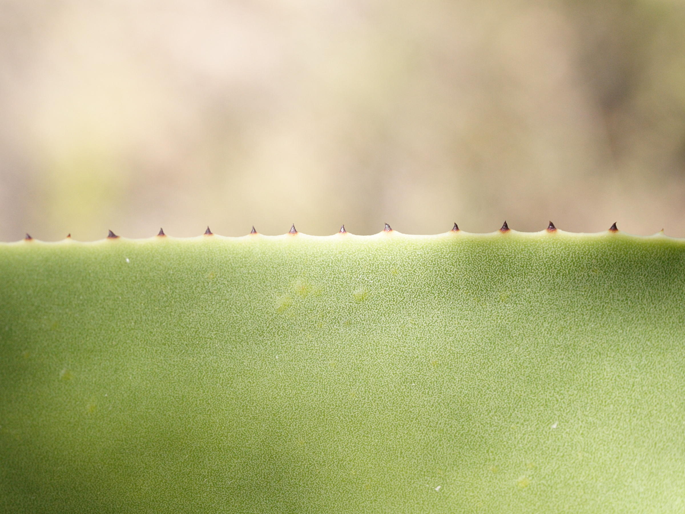 agave_caribaeicola4md