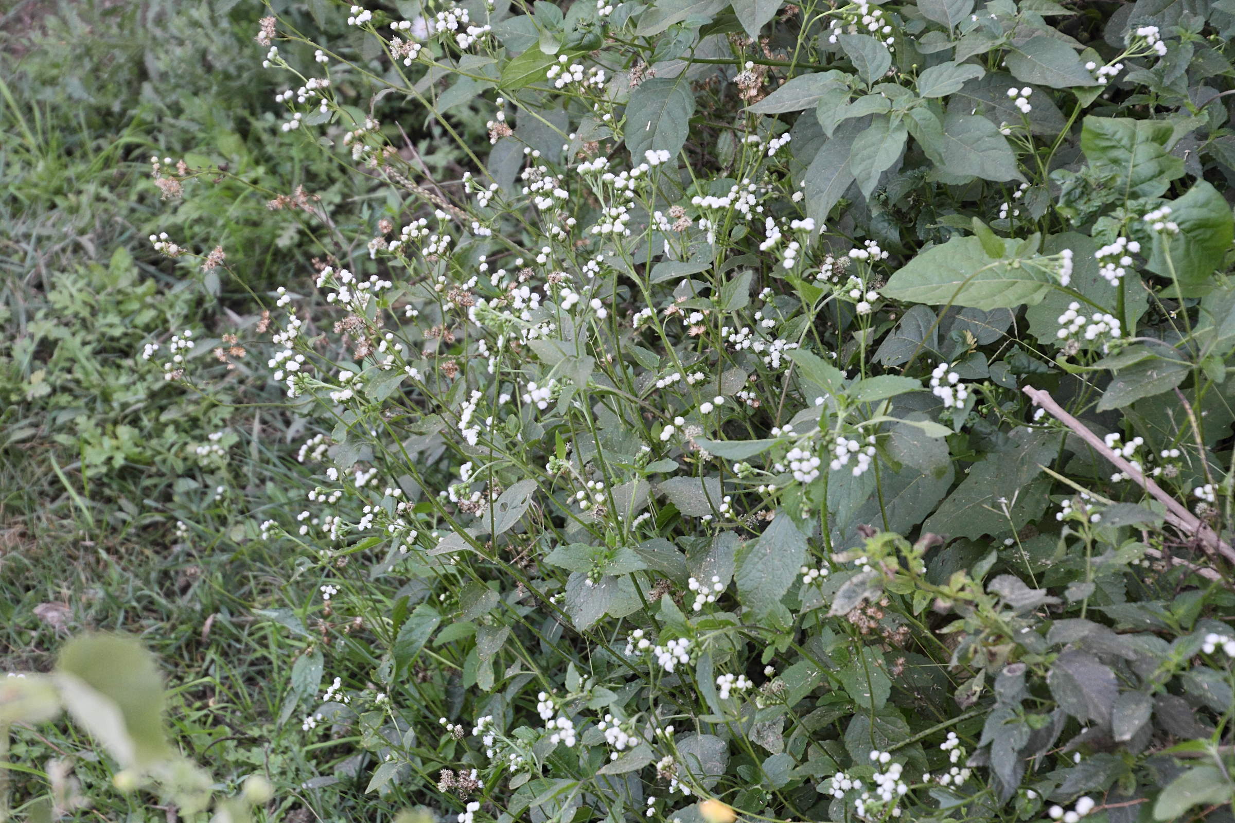 ageratina_riparia4md