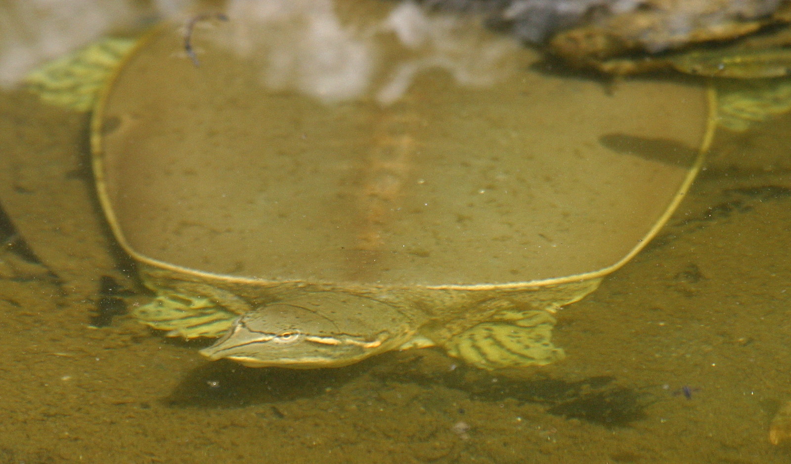 apalone_spinifera2bd