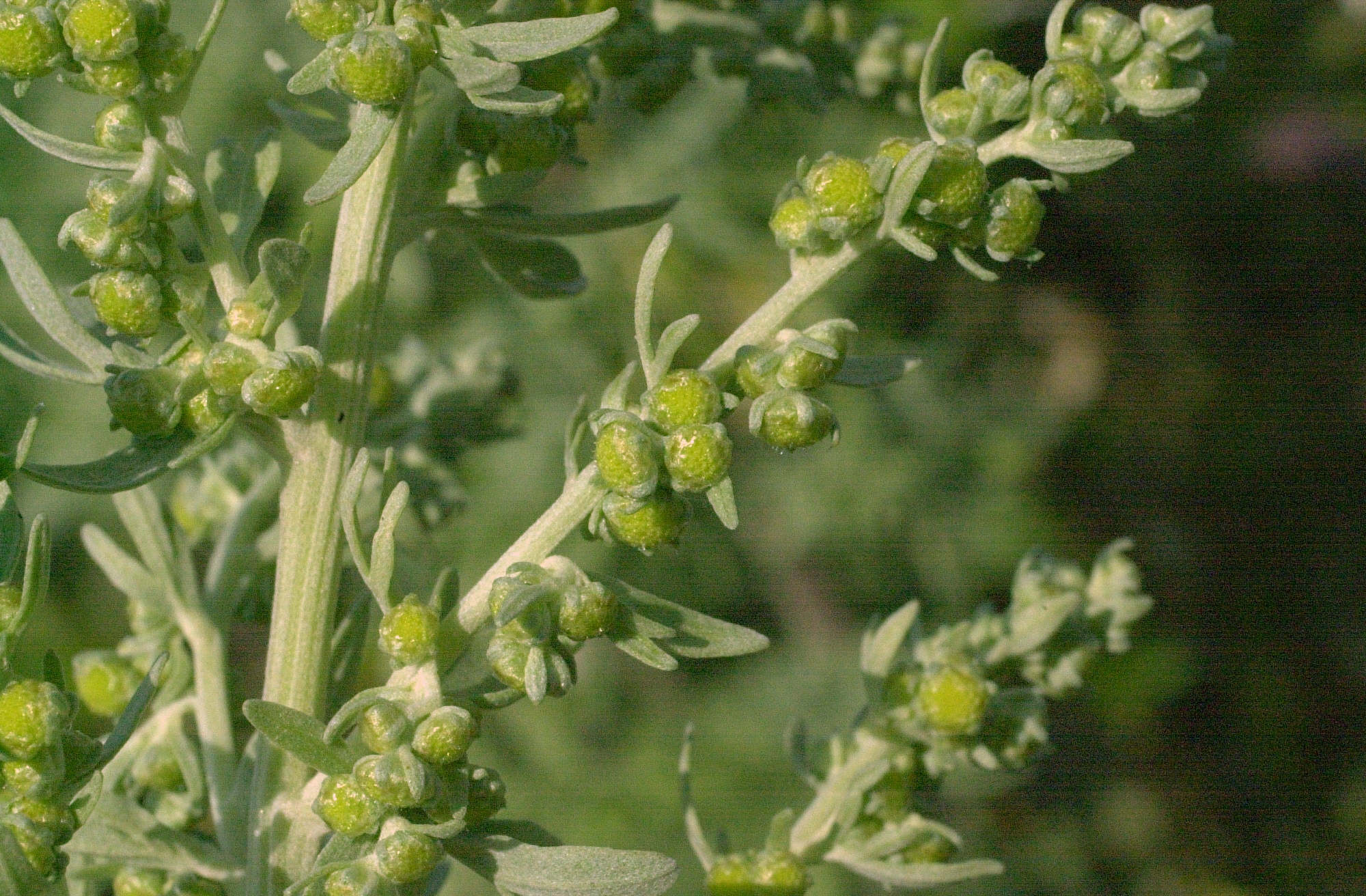 artemisia_absinthium2dmd