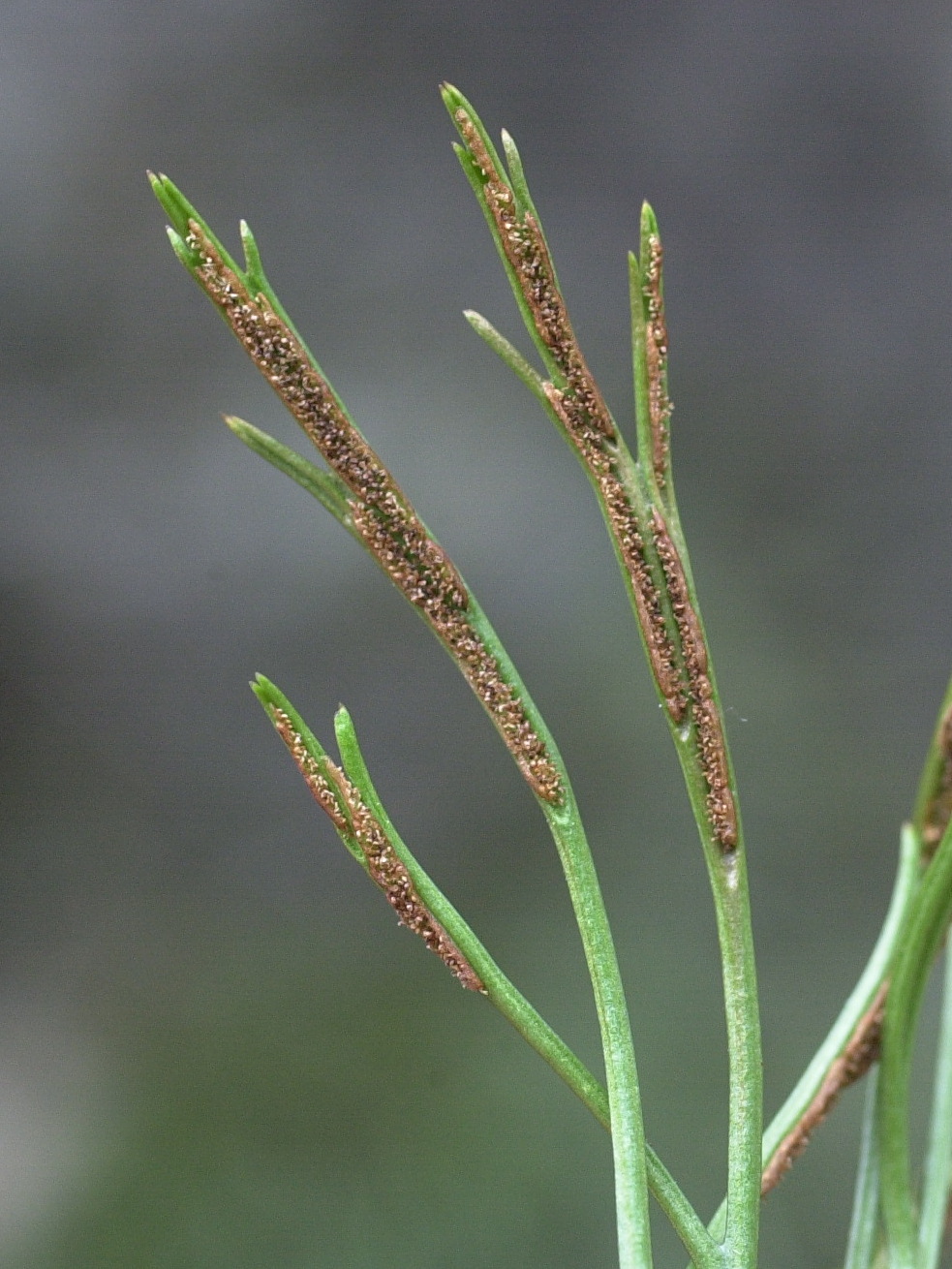 Afficher le média asplenium_septentrionale2md asplenium_septentrionale2md