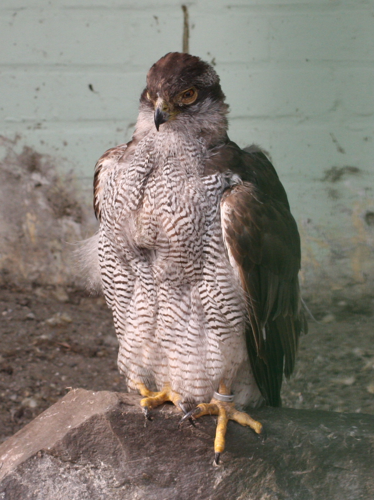 autour_des_palombes_-_accipiter_gentilis1md