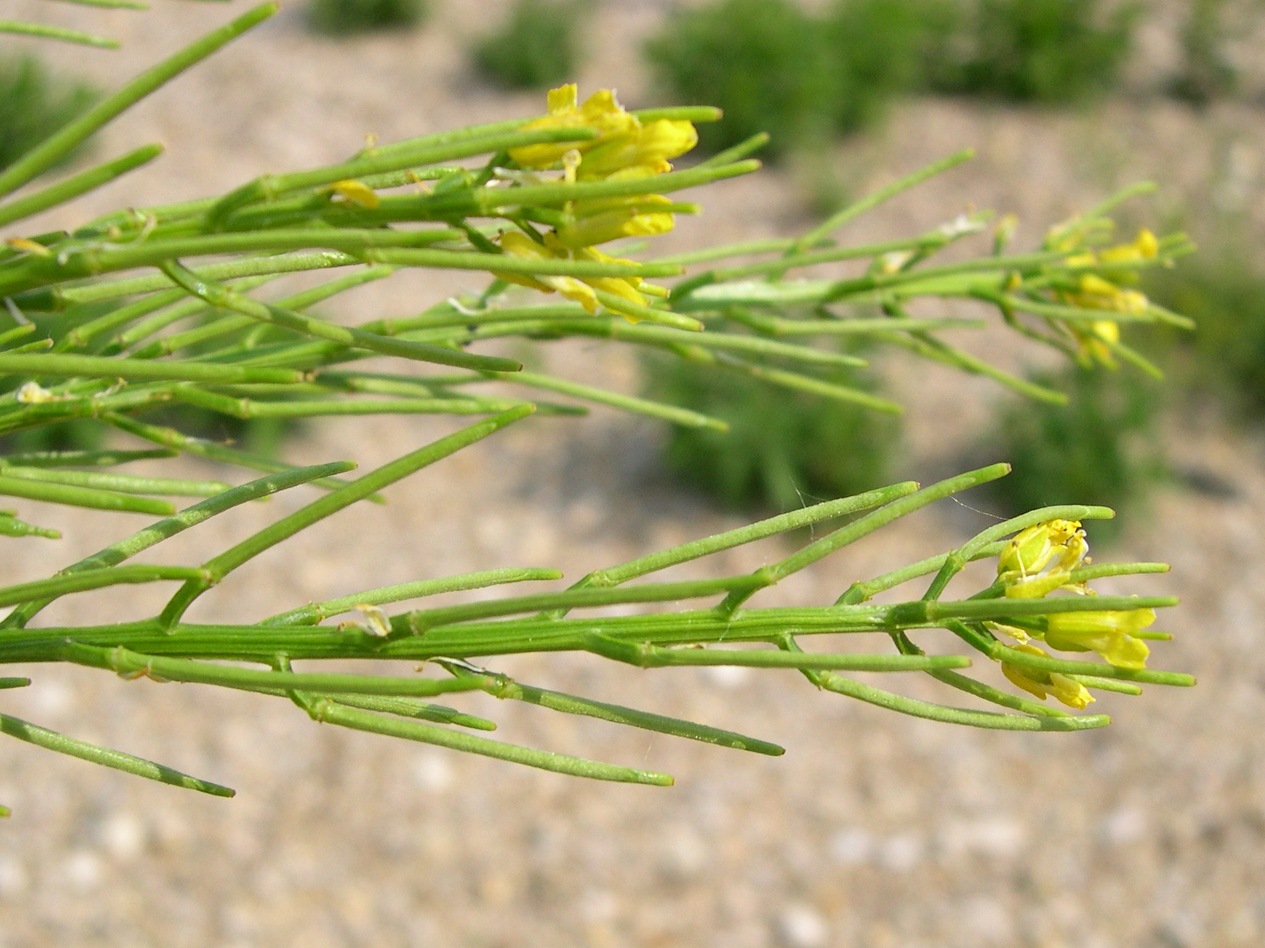 barbarea_intermedia3md