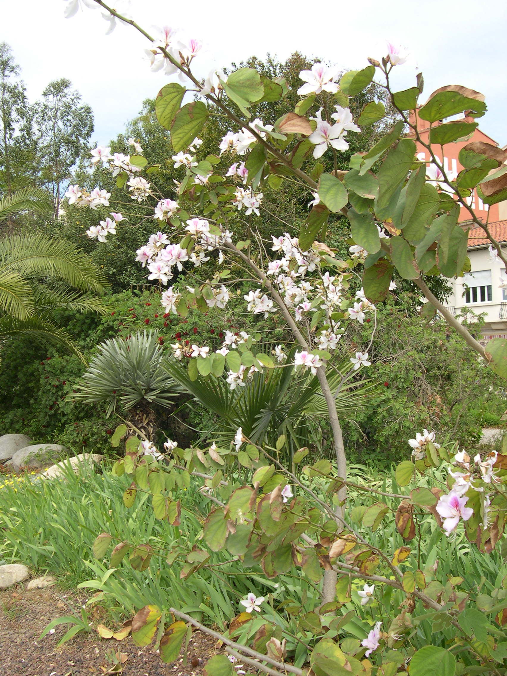 Afficher le média bauhinia_variegata1md bauhinia_variegata1md