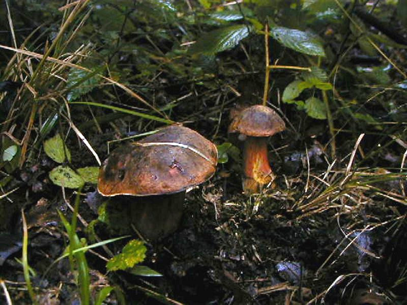 boletus_erythropus3bd