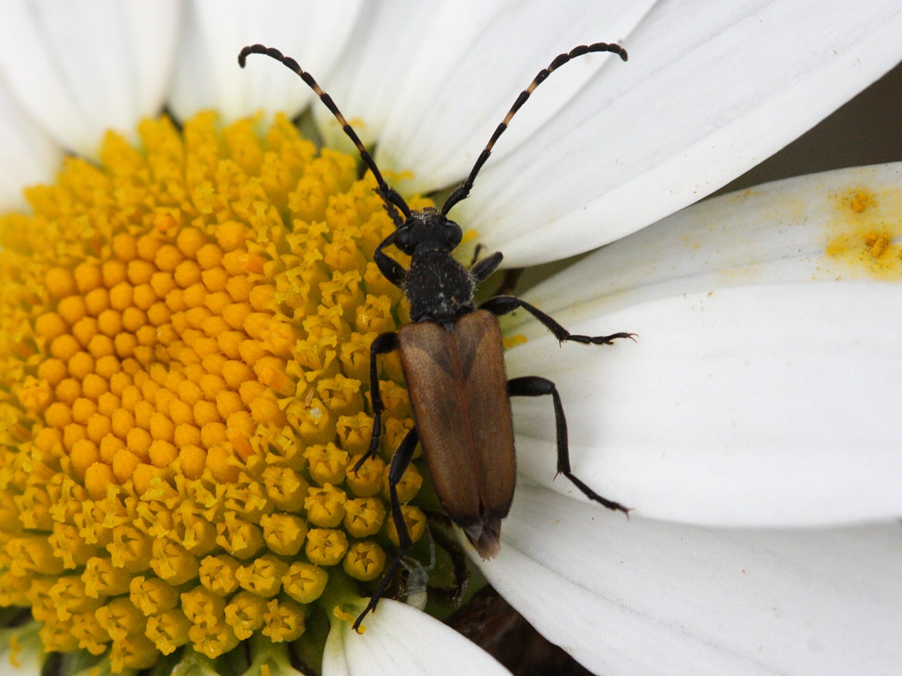 brachyleptura_maculicornis1md