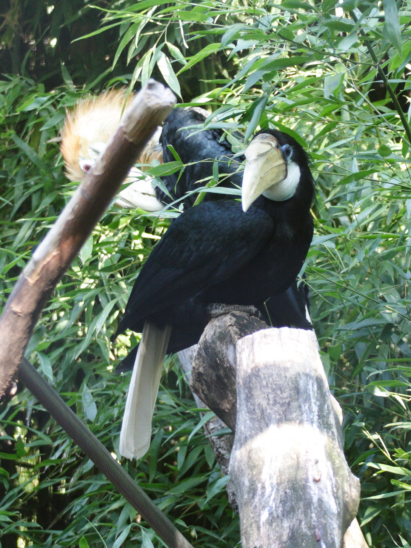 calao_papou_-_rhyticeros_plicatus1md