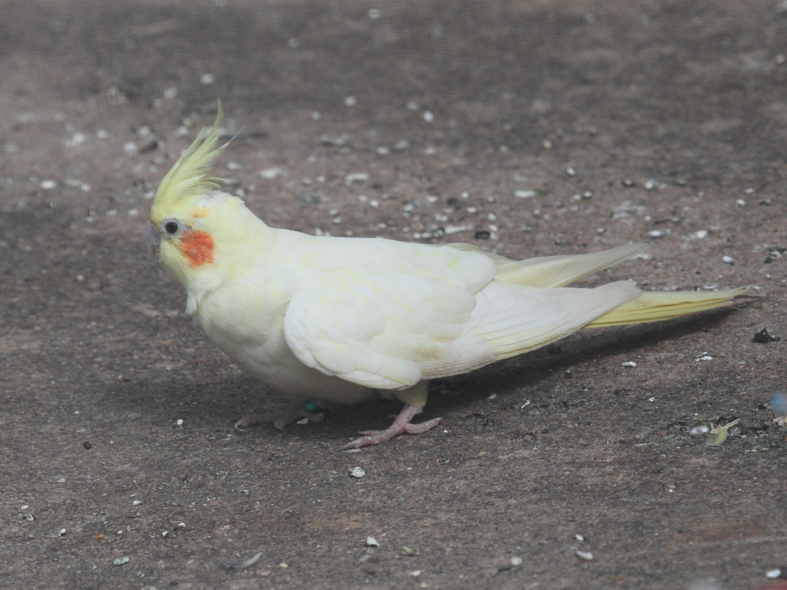 calopsitte_elegante_-_nymphicus_hollandicus2bd