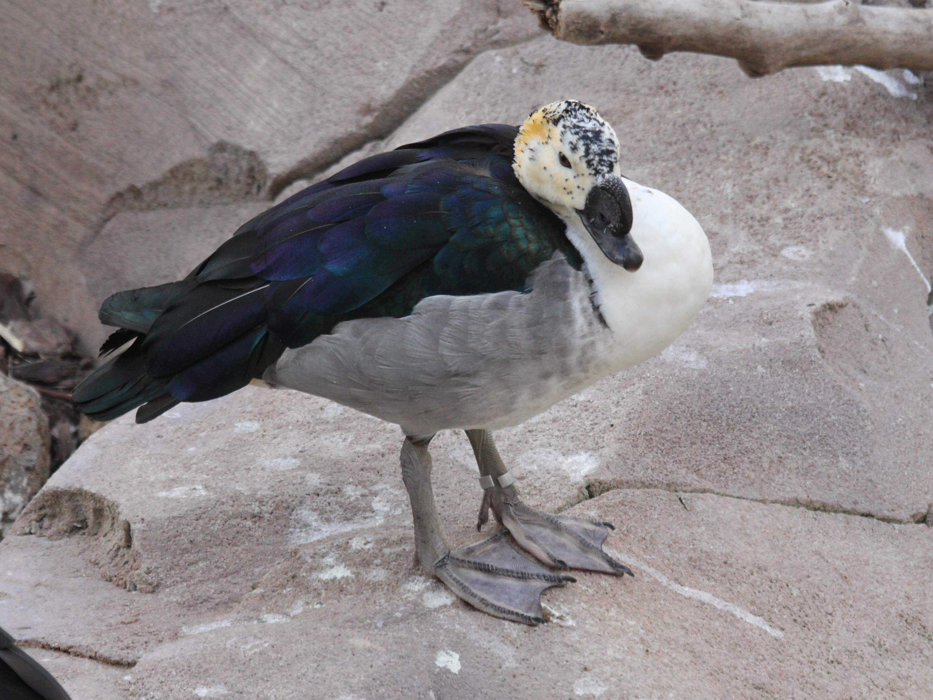 Afficher le média canard_a_bosse_-_sarkidiornis_melanotos2bd canard_a_bosse_-_sarkidiornis_melanotos2bd