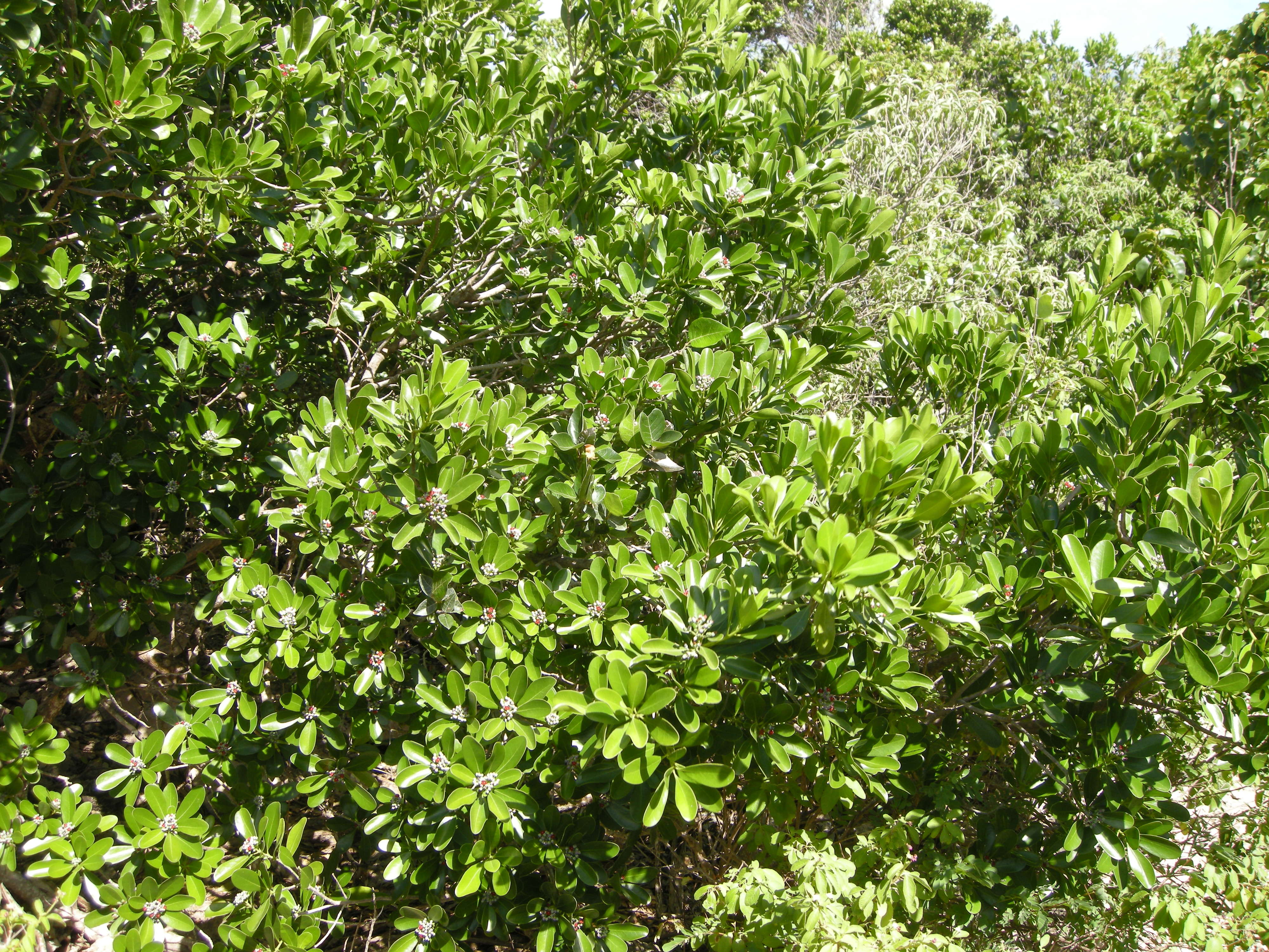 canella_winterana3md