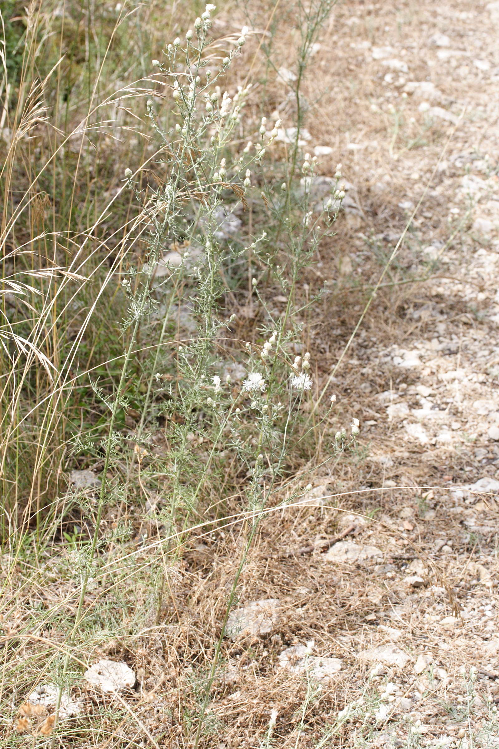 centaurea_leucophaea1md