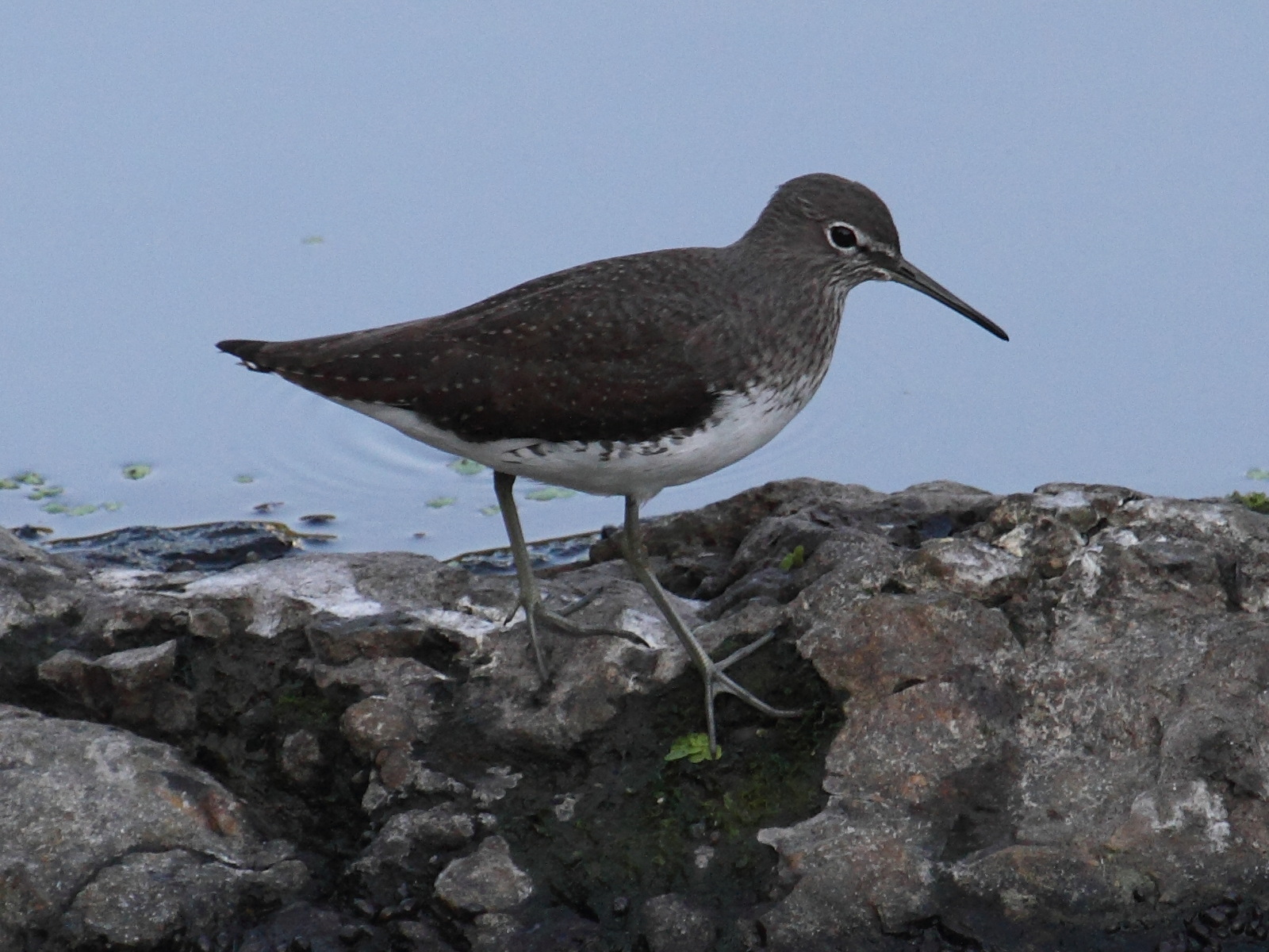 chevalier_culblanc_-_tringa_ochropus3bd