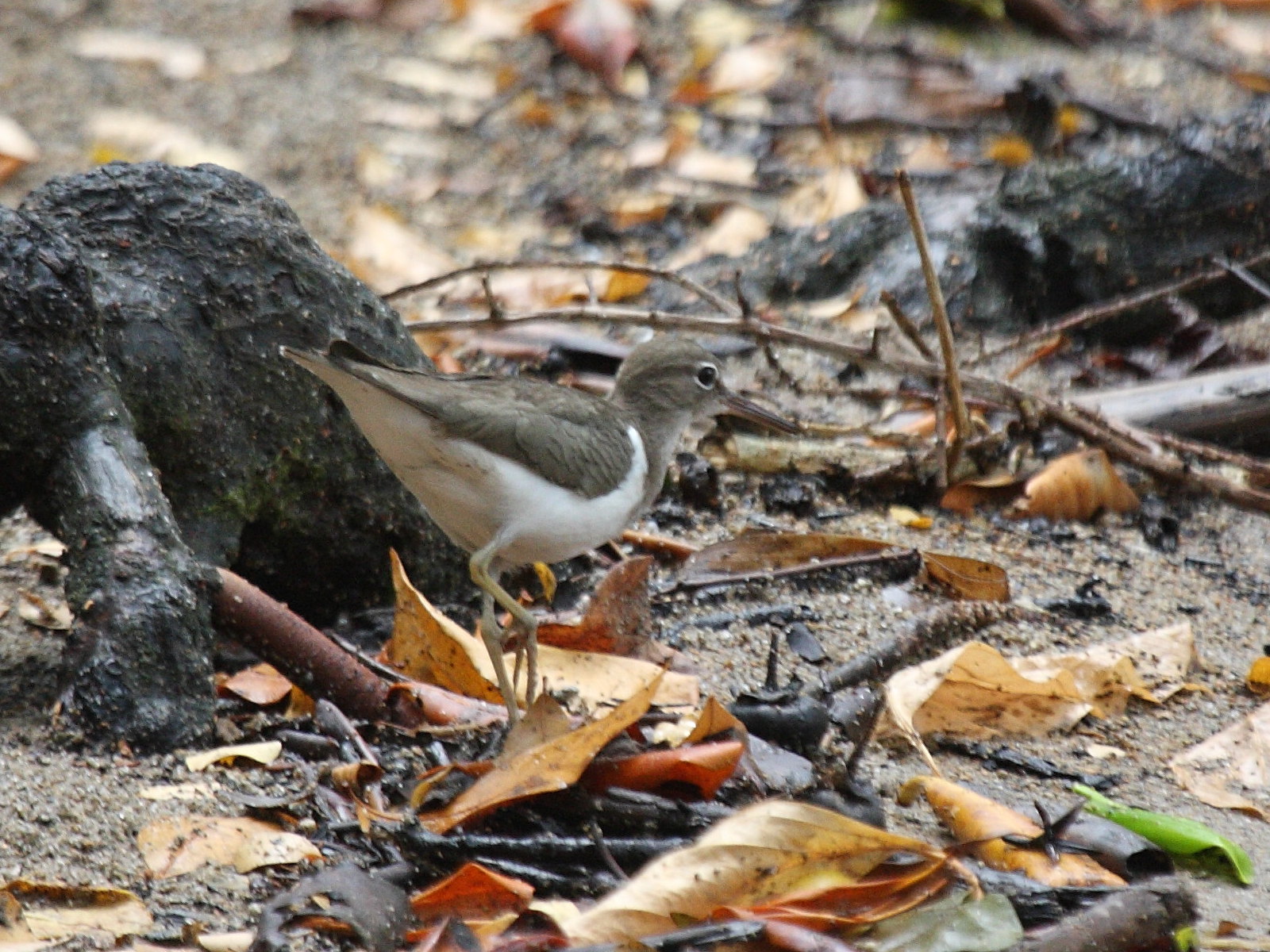 chevalier_grivele_-_actitis_macularia2bd