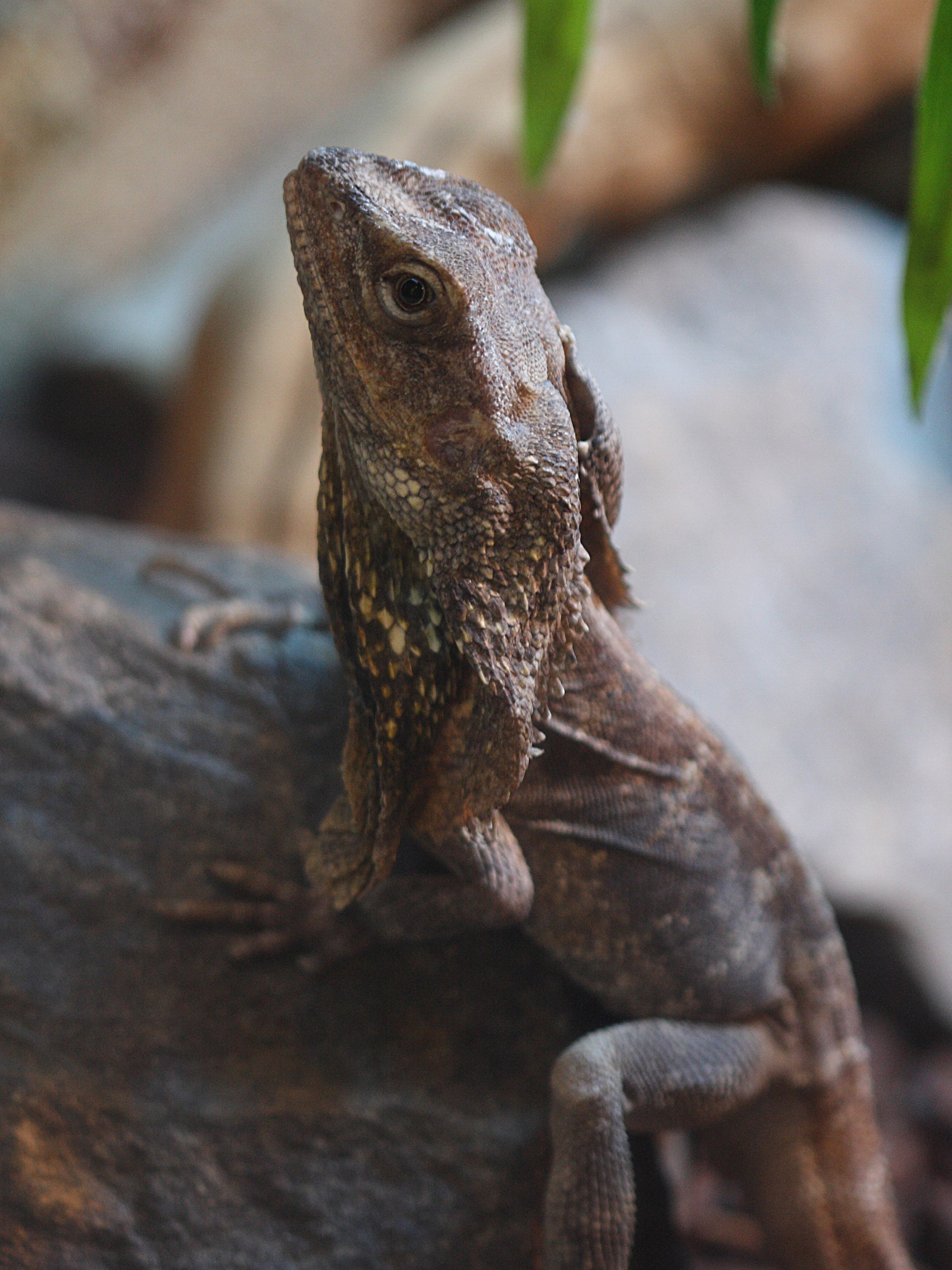 Afficher le média chlamydosaurus_kingii3bd chlamydosaurus_kingii3bd