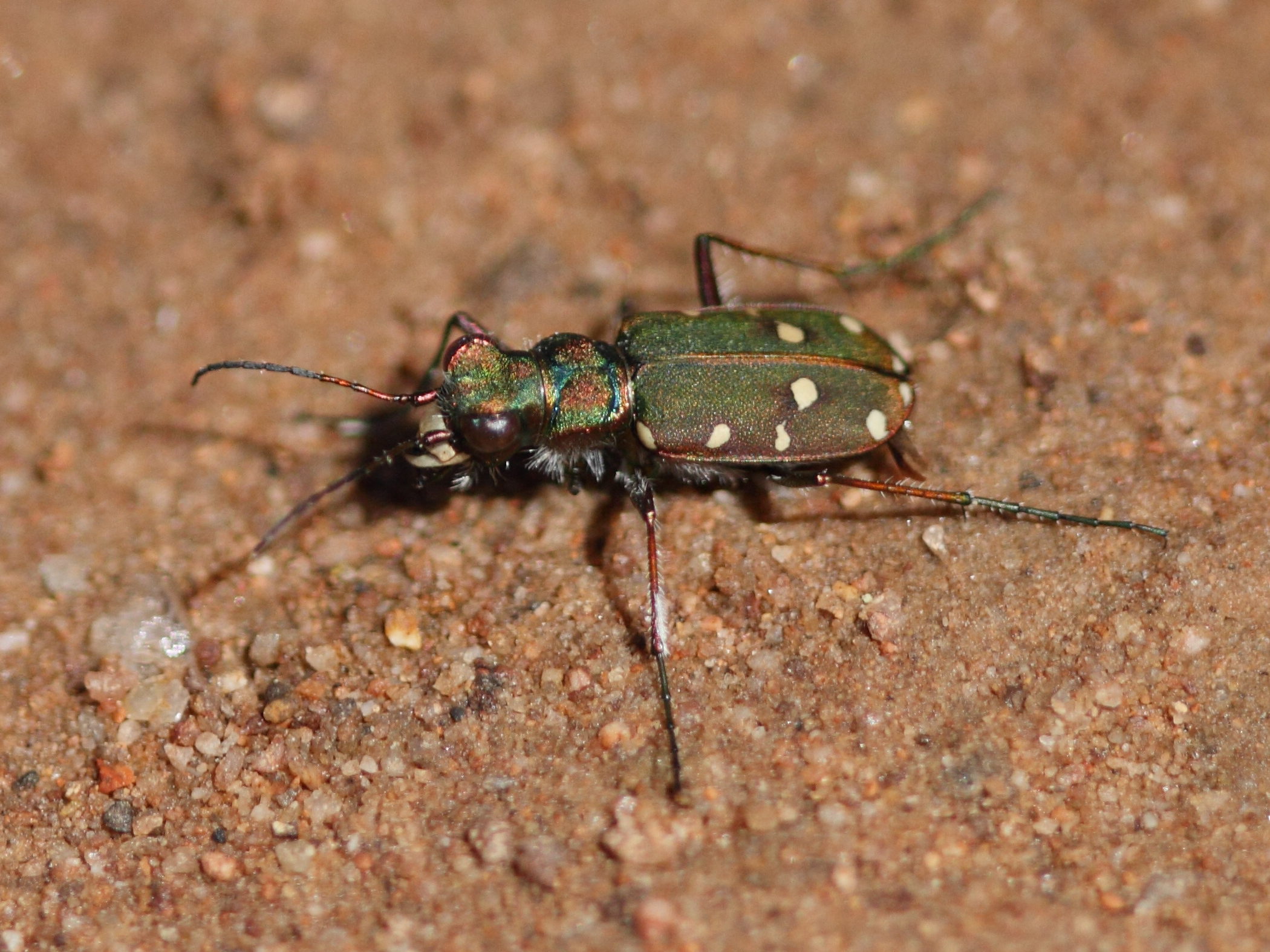 cicindela_maroccana1bd