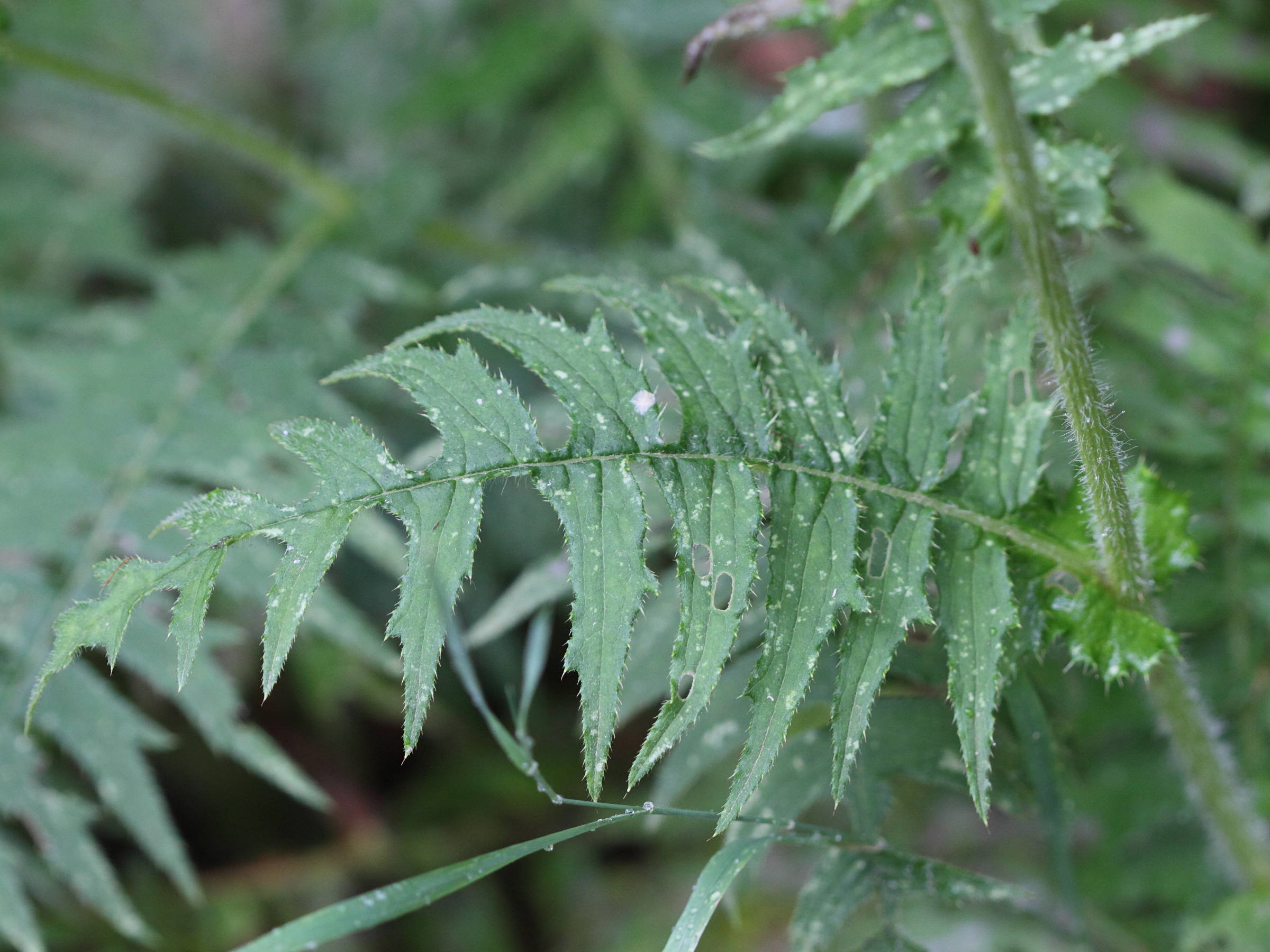 Afficher le média cirsium_erisithales5md cirsium_erisithales5md