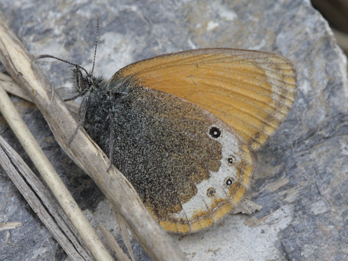 coenonympha_darwiniana1bd