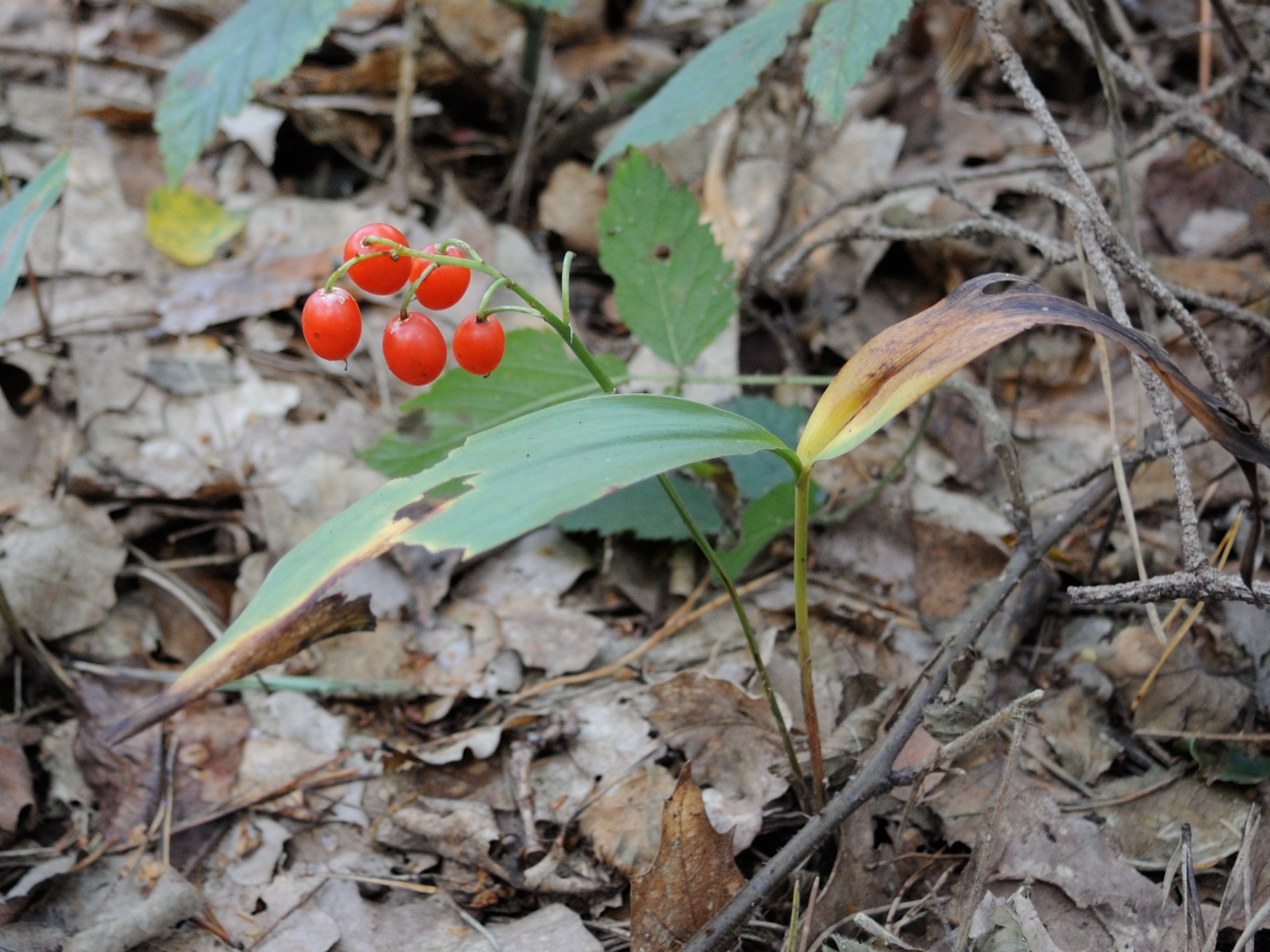 convallaria_maialis3bmd