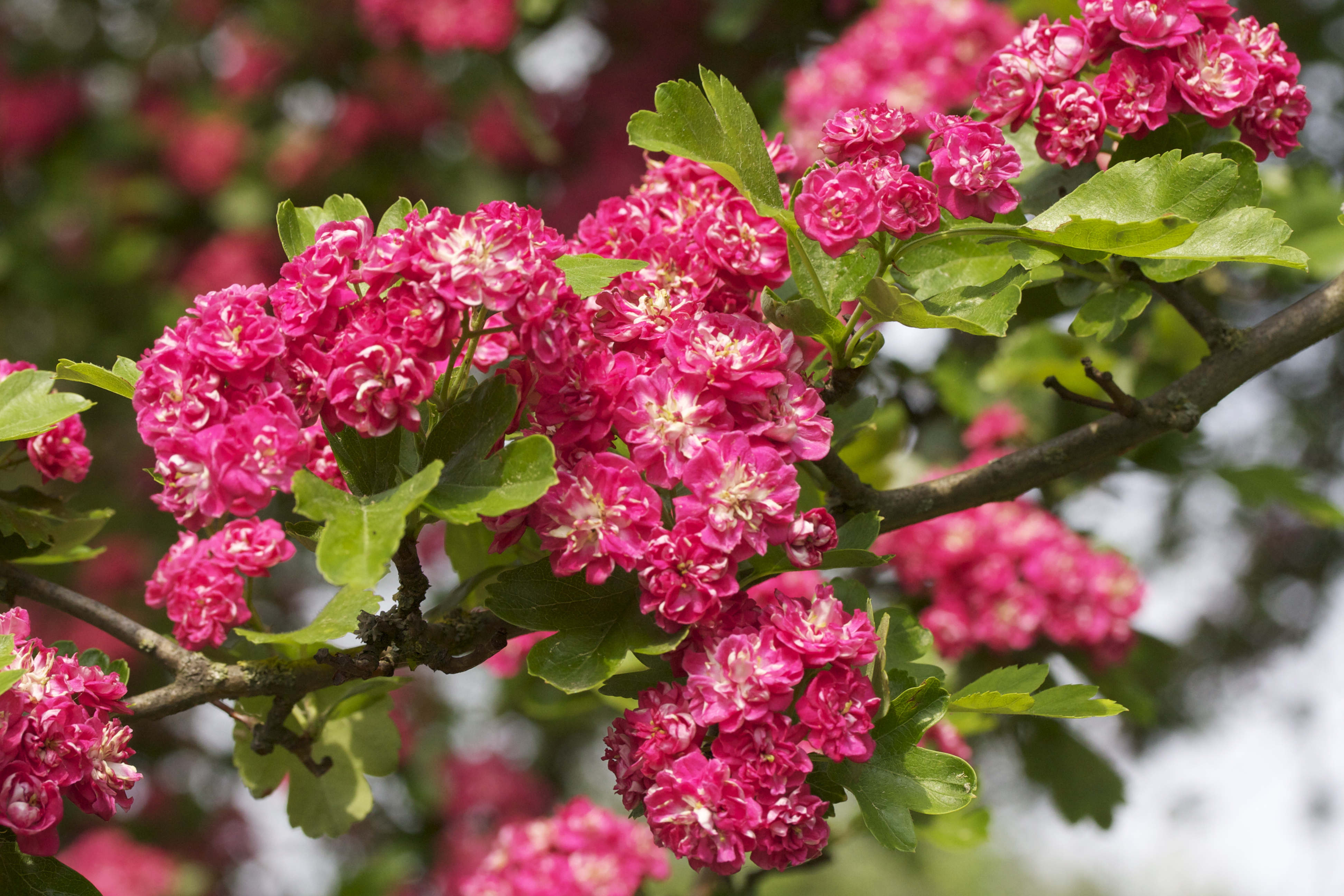 crataegus_laevigata_pauls_scarlet2md