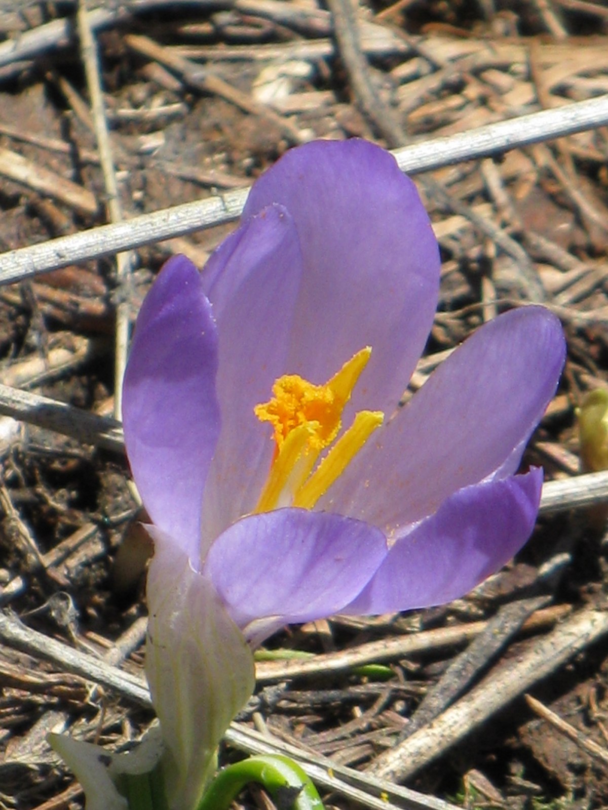 crocus_vernus3mv