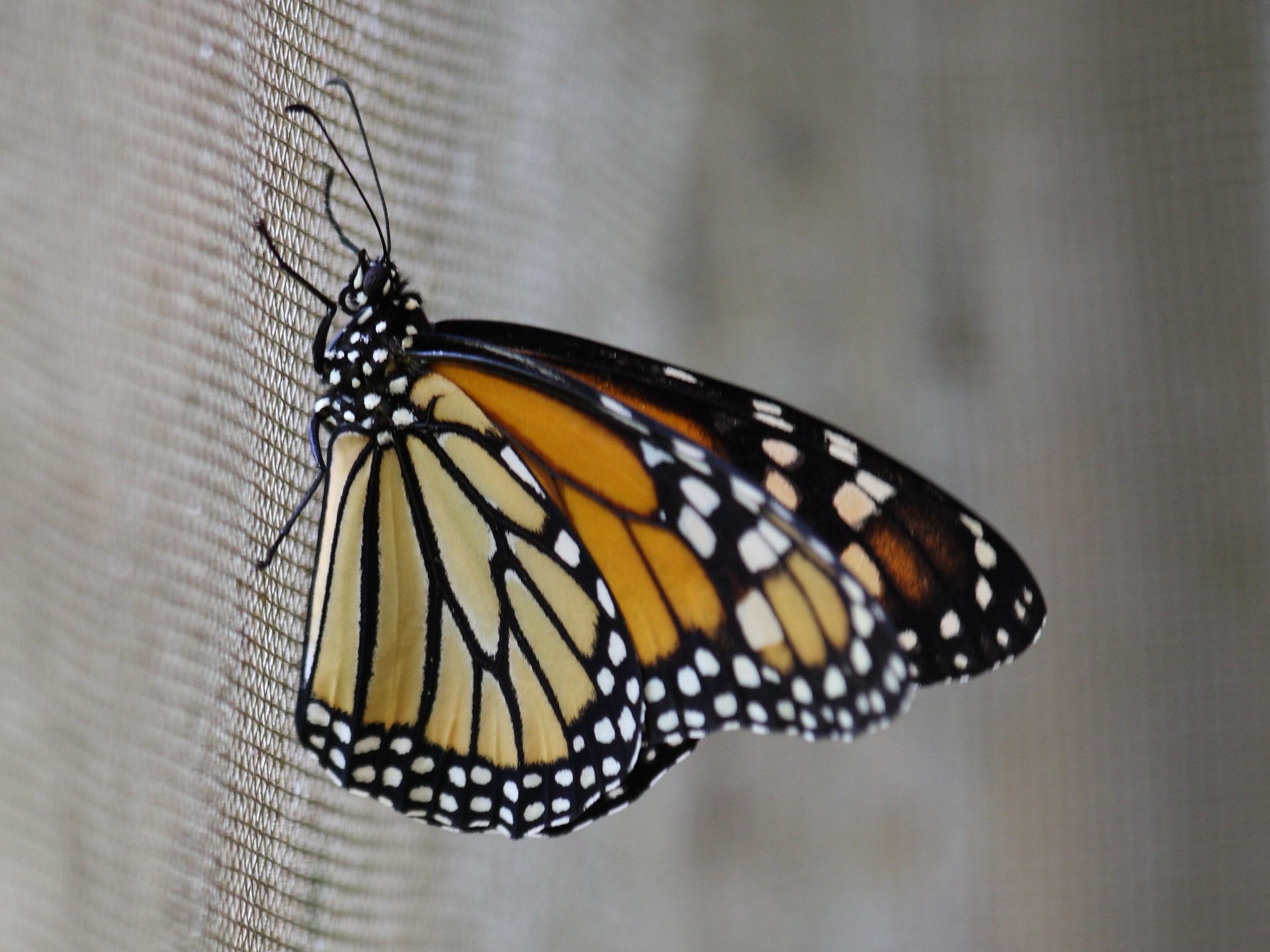 danaus_plexippus_megalippe1sd