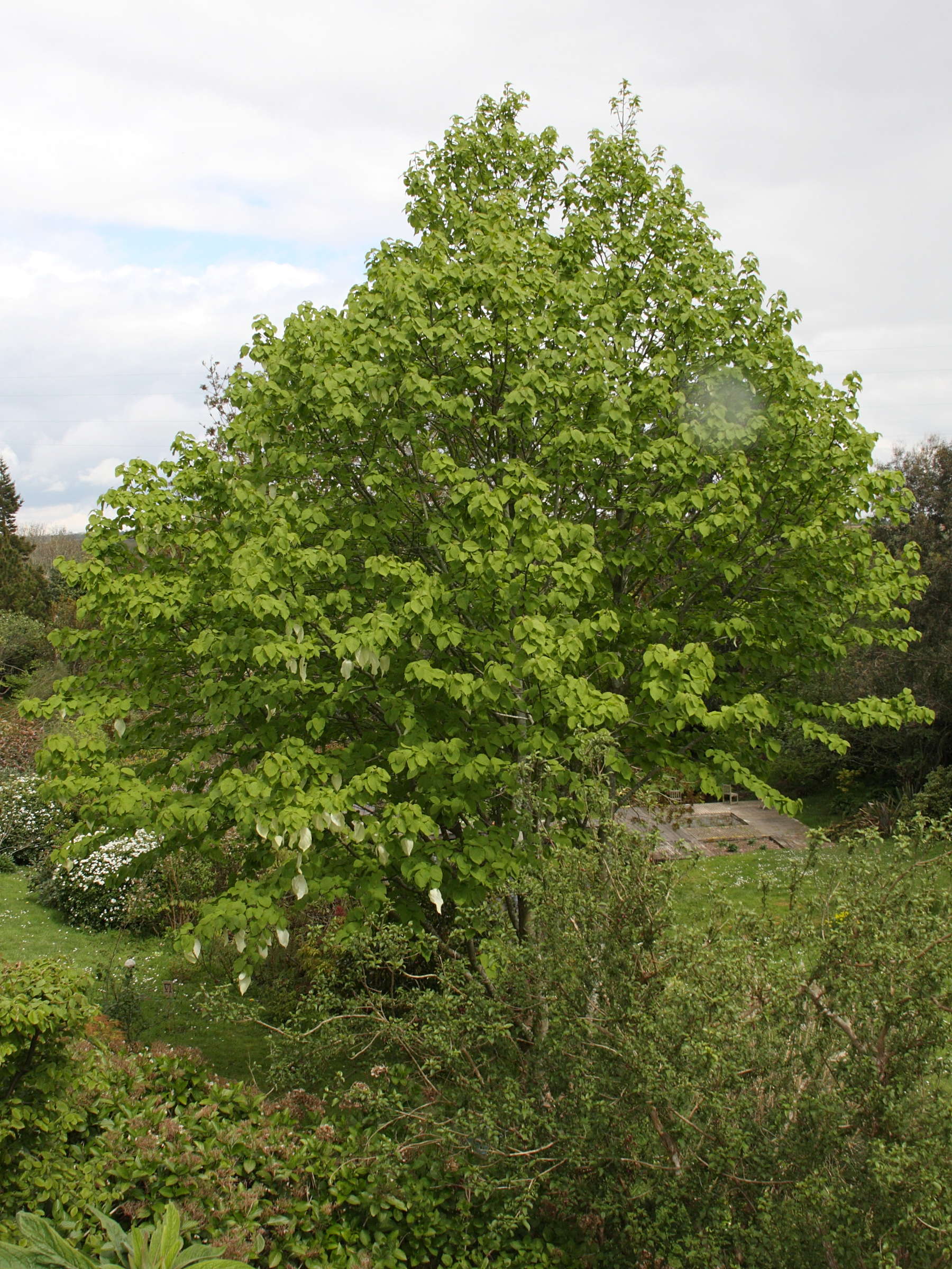 Afficher le média davidia_involucrata4bd davidia_involucrata4bd