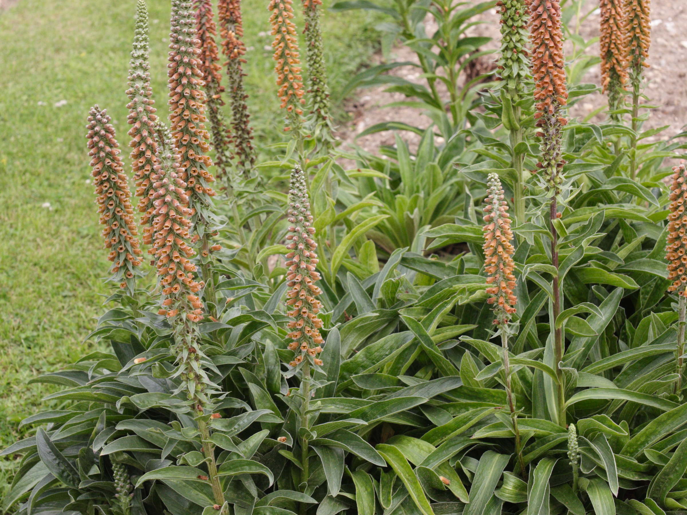 Afficher le média digitalis_ferruginea_ferruginea1md digitalis_ferruginea_ferruginea1md