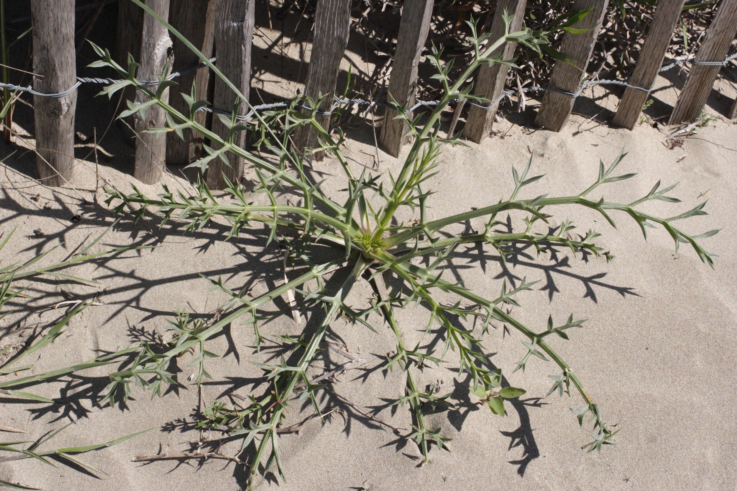 Afficher le média echinophora_spinosa2md echinophora_spinosa2md