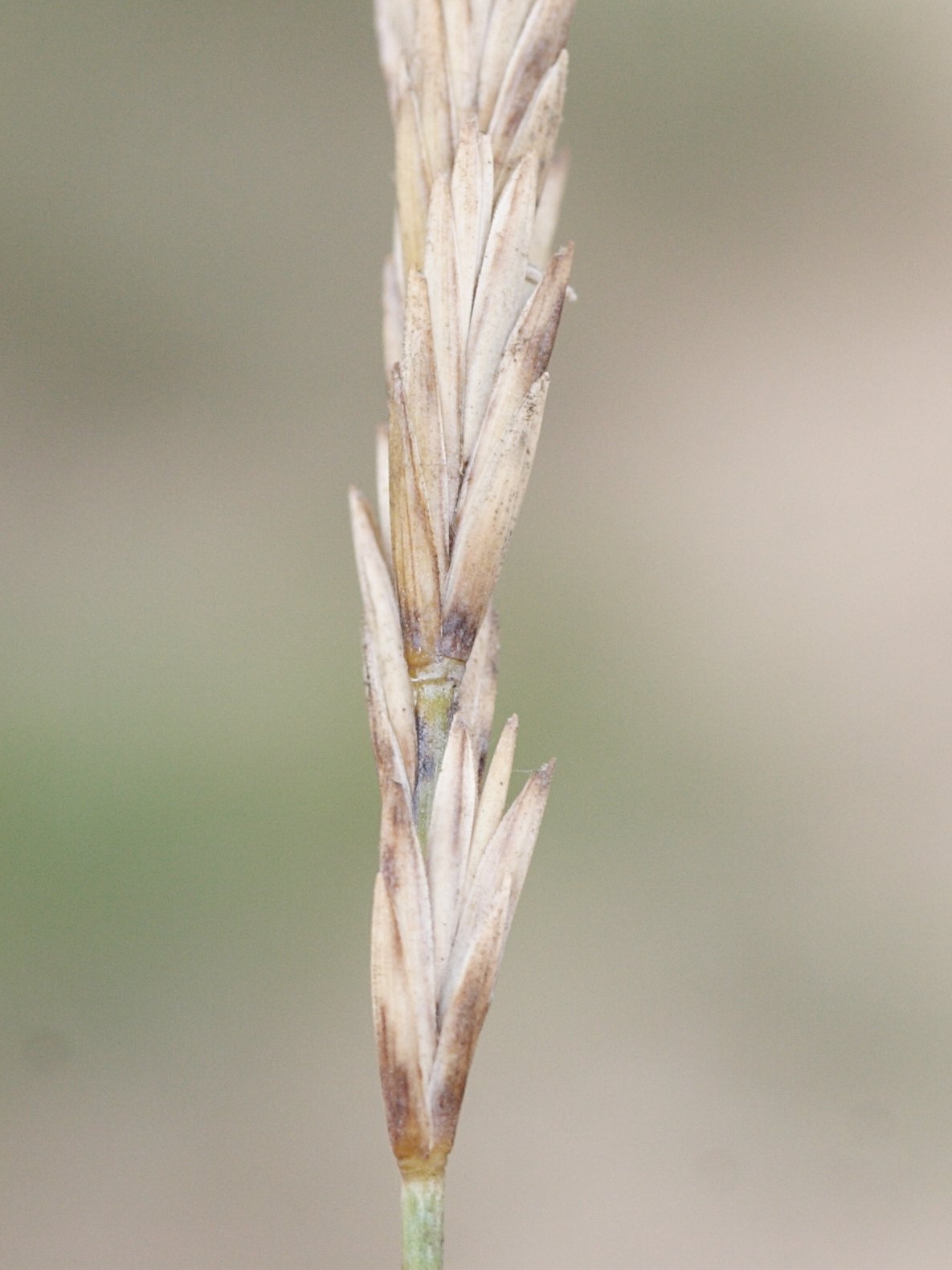 Afficher le média elytrigia_x_laxa4md elytrigia_x_laxa4md