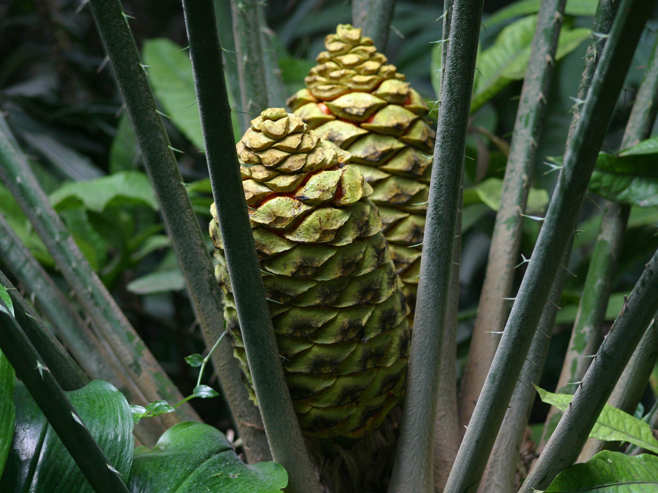 Afficher le média encephalartos_altensteinii4md encephalartos_altensteinii4md
